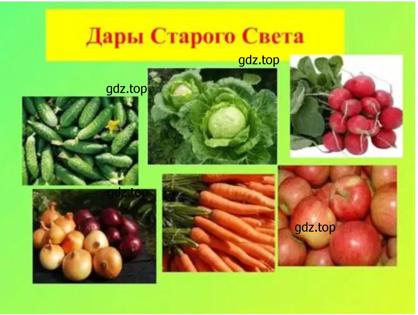 Наглядные пособия по темам: «Сорные растения огорода»; «Дары Старого Света»; «Споры трубчатых и пластинчатых грибов»