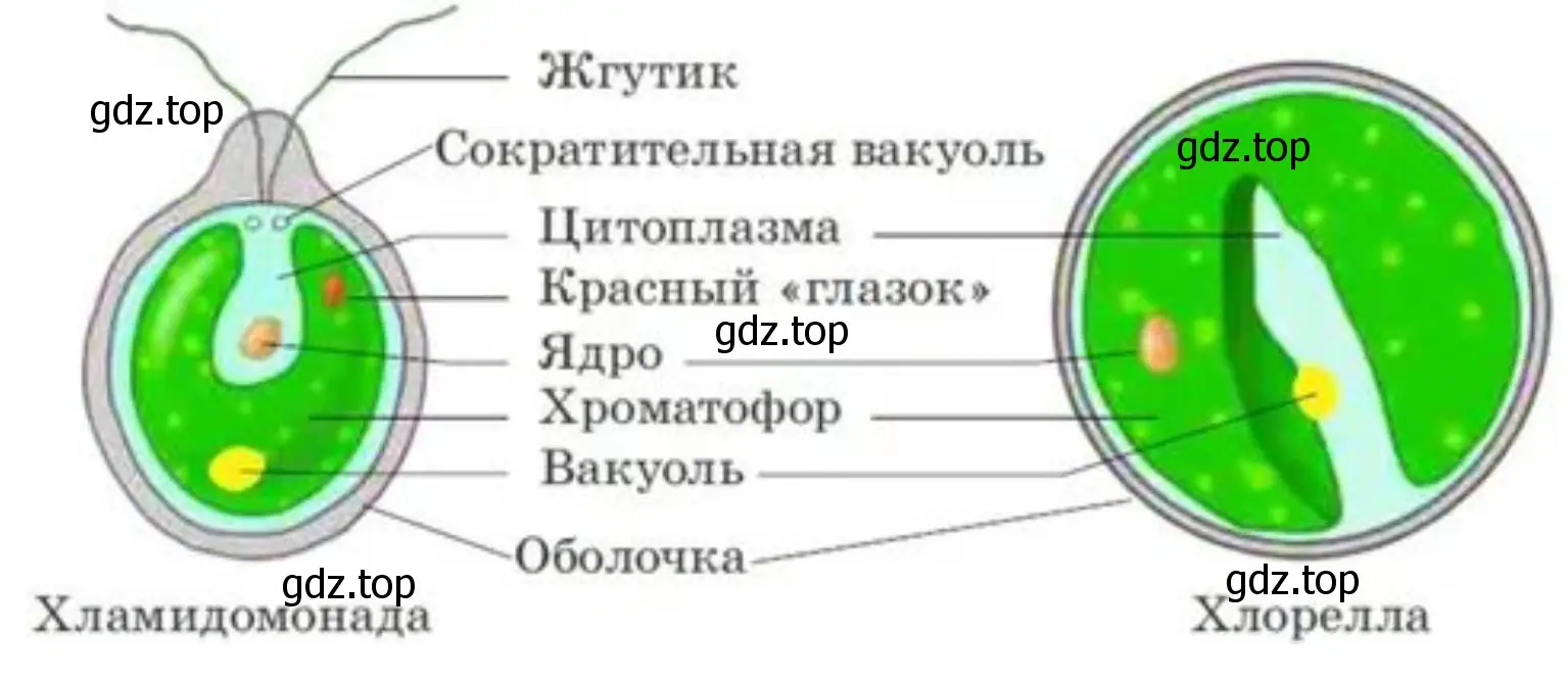 Зарисовать водоросль и надписать её части