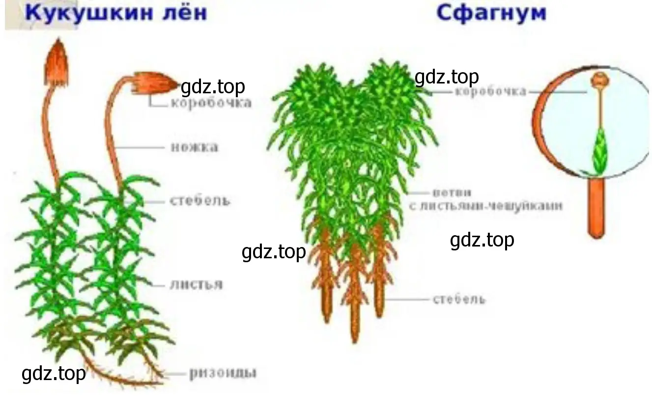 Особенности строения сфагнума