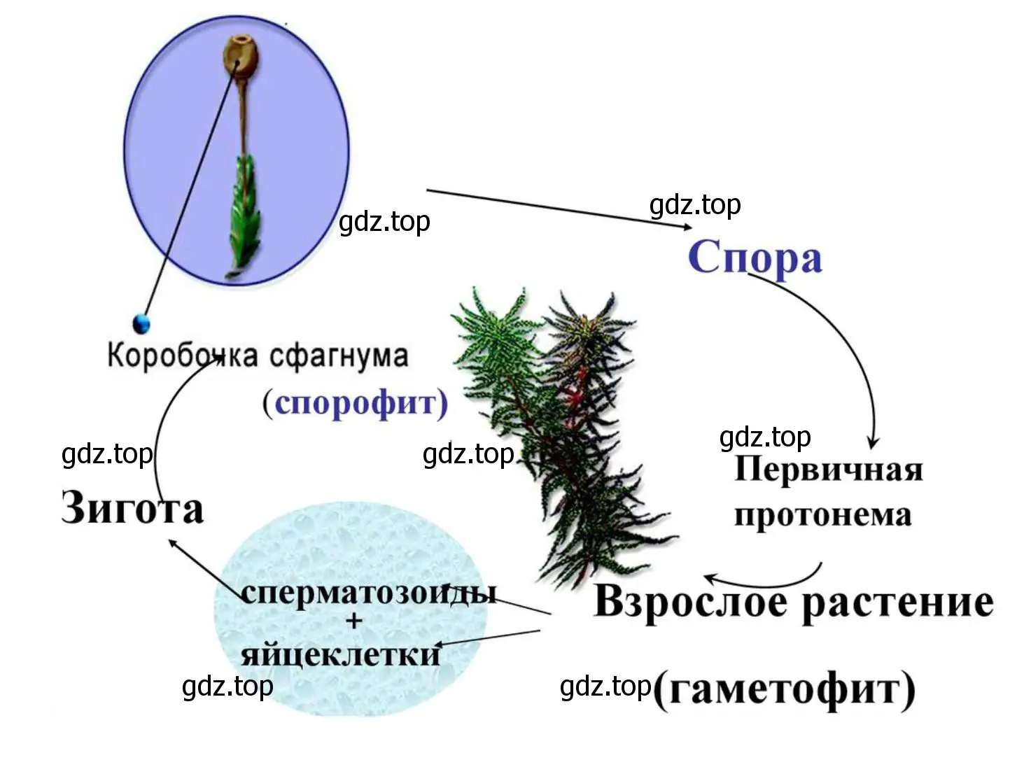 Схема, отображающая жизненный цикл сфагнума