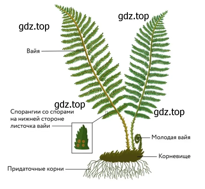 Папоротники или мхи – имеют более сложное строение? 