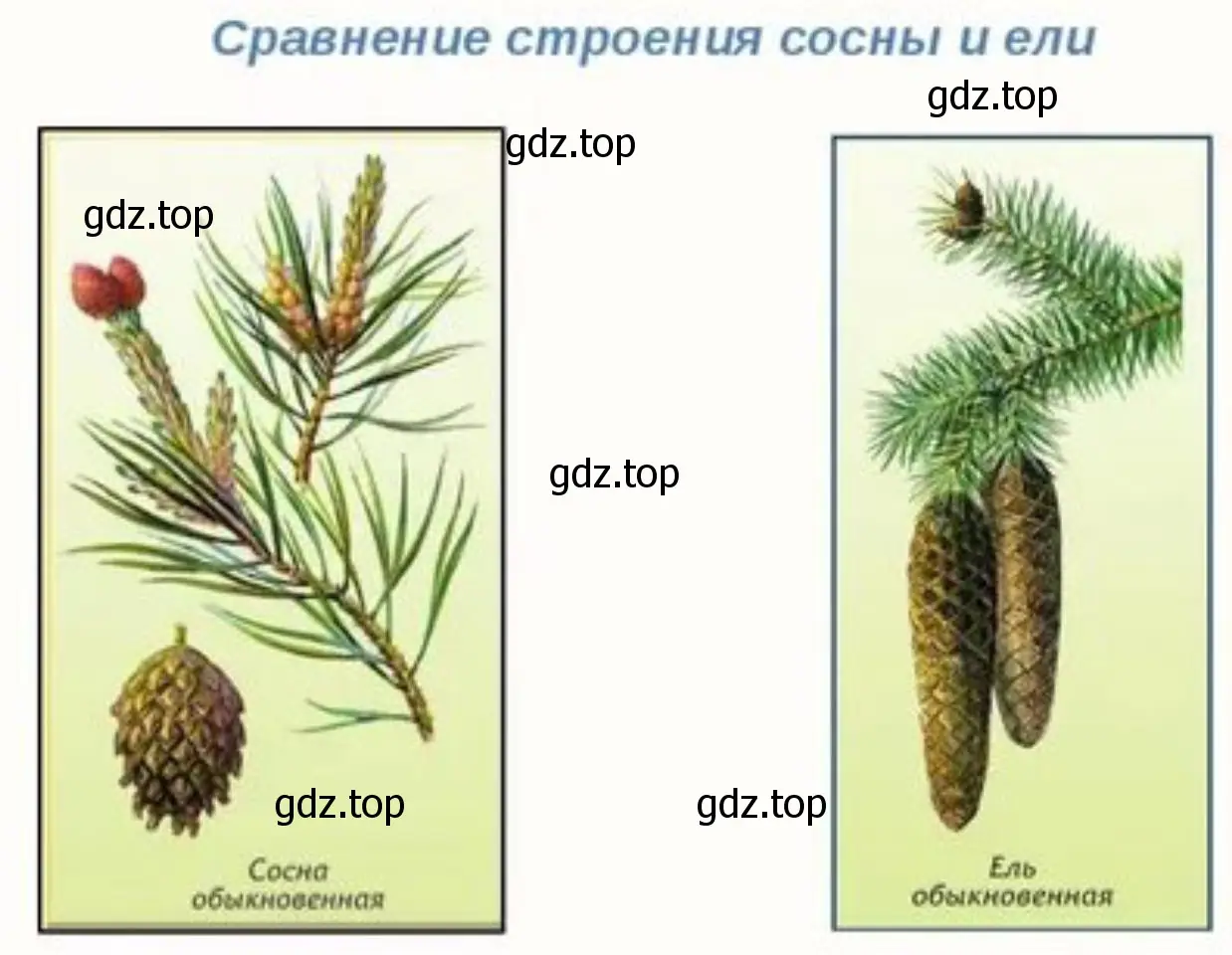 Развитие из почек молодых побегов сосны или ели