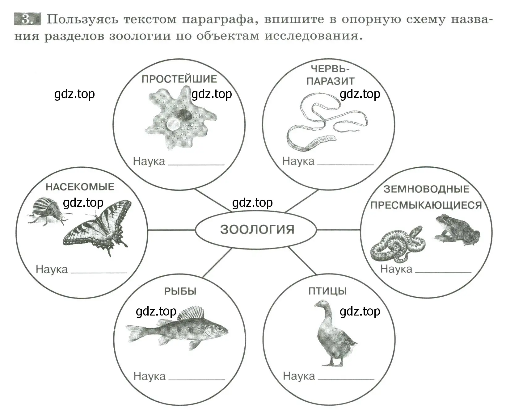 Условие номер 3 (страница 5) гдз по биологии 8 класс Суматохин, Пасечник, рабочая тетрадь