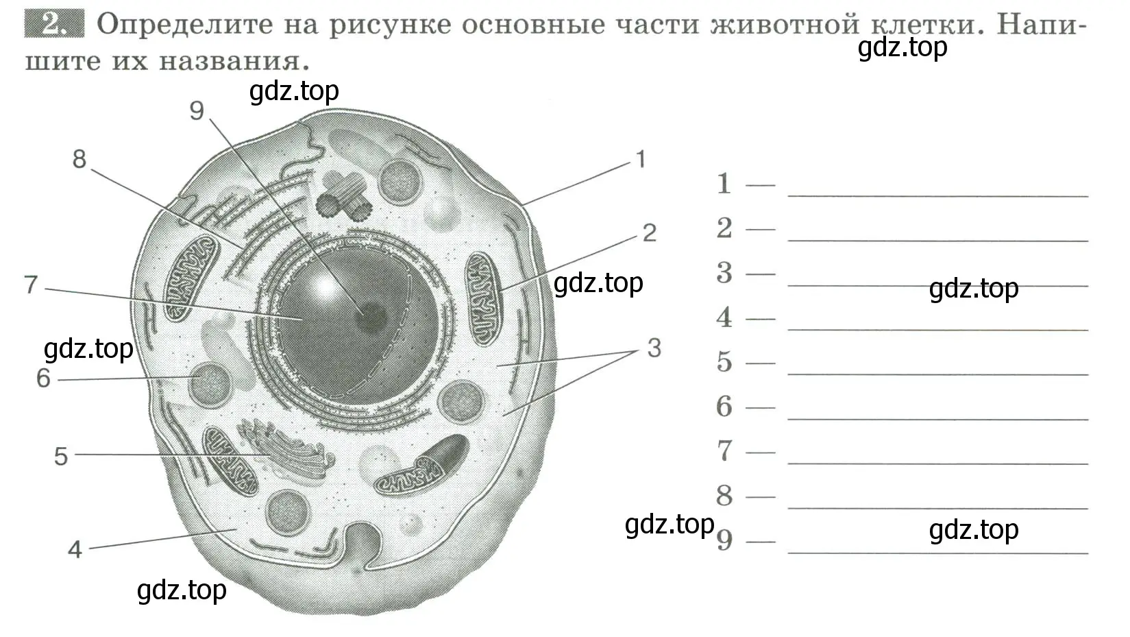 Условие номер 2 (страница 9) гдз по биологии 8 класс Суматохин, Пасечник, рабочая тетрадь