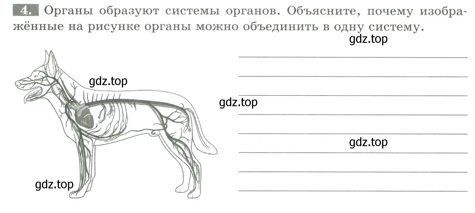 Условие номер 4 (страница 12) гдз по биологии 8 класс Суматохин, Пасечник, рабочая тетрадь