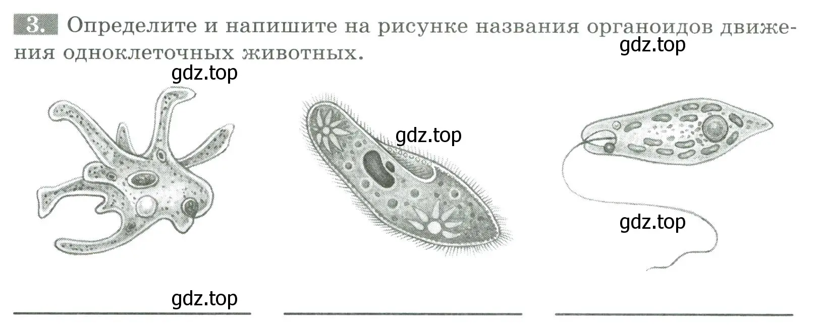 Условие номер 3 (страница 19) гдз по биологии 8 класс Суматохин, Пасечник, рабочая тетрадь