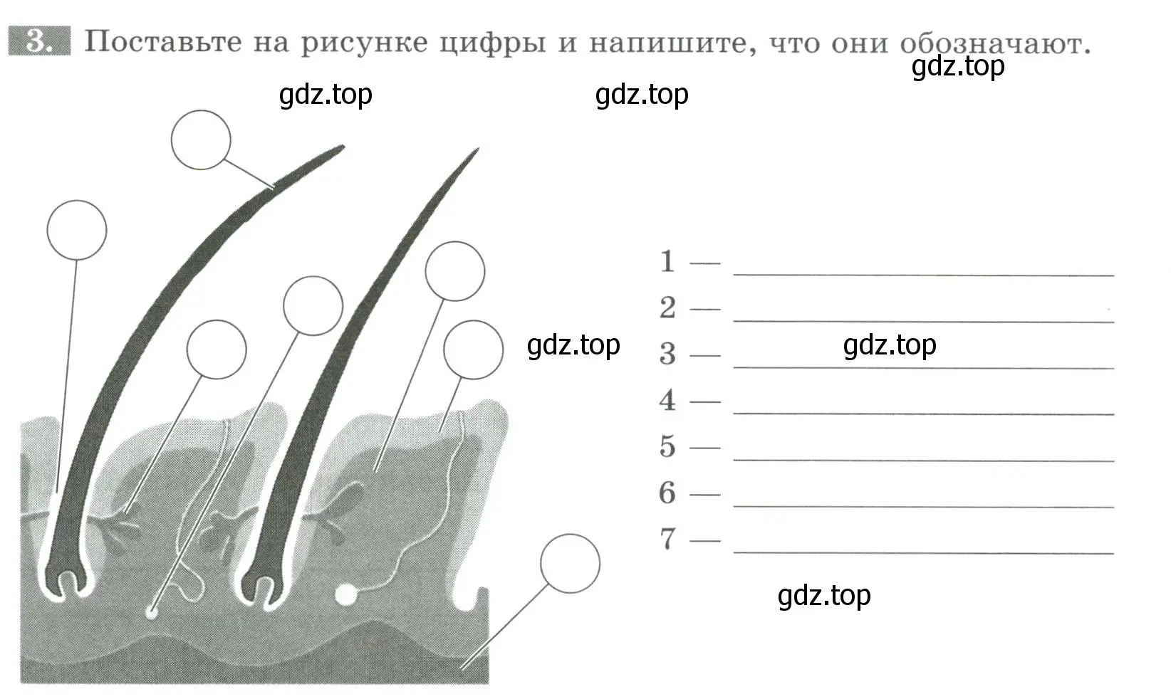 Условие номер 3 (страница 29) гдз по биологии 8 класс Суматохин, Пасечник, рабочая тетрадь