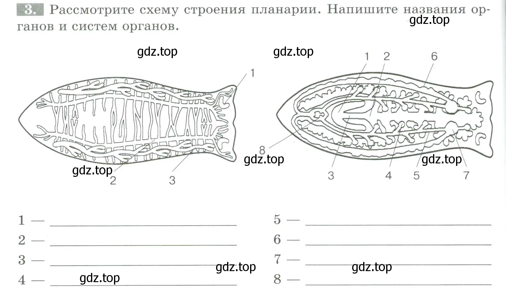 Условие номер 3 (страница 64) гдз по биологии 8 класс Суматохин, Пасечник, рабочая тетрадь