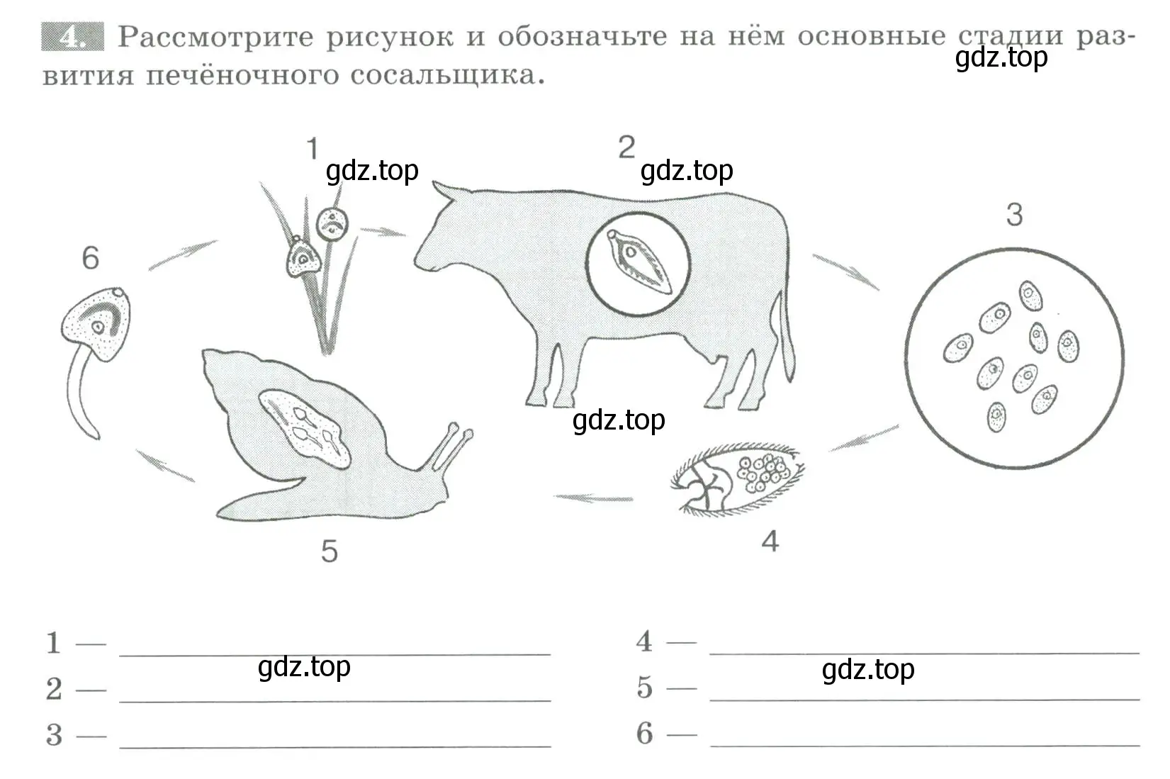 Условие номер 4 (страница 64) гдз по биологии 8 класс Суматохин, Пасечник, рабочая тетрадь