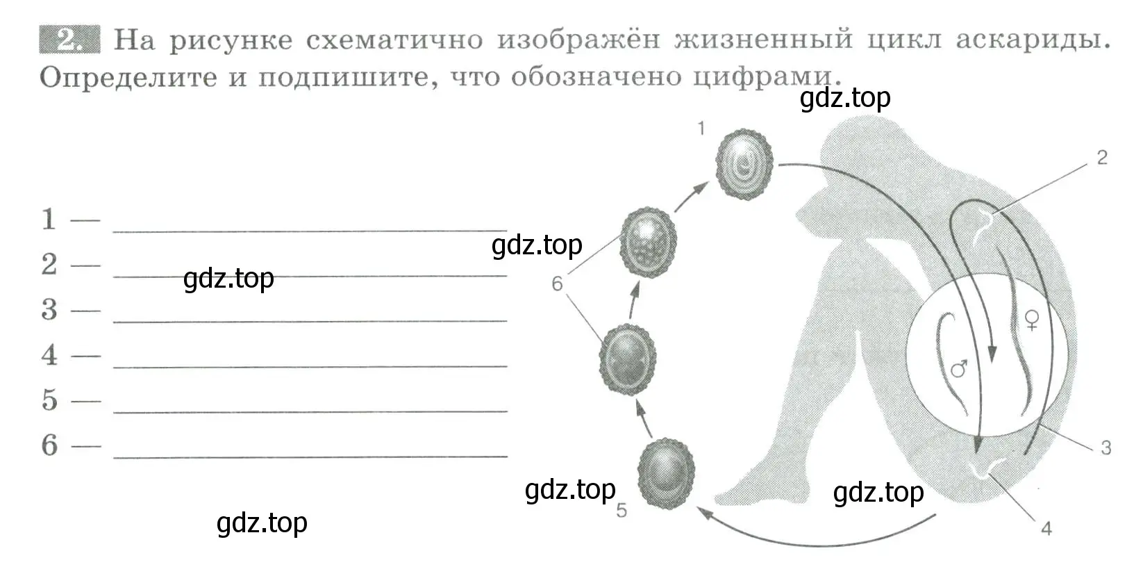 Условие номер 2 (страница 66) гдз по биологии 8 класс Суматохин, Пасечник, рабочая тетрадь