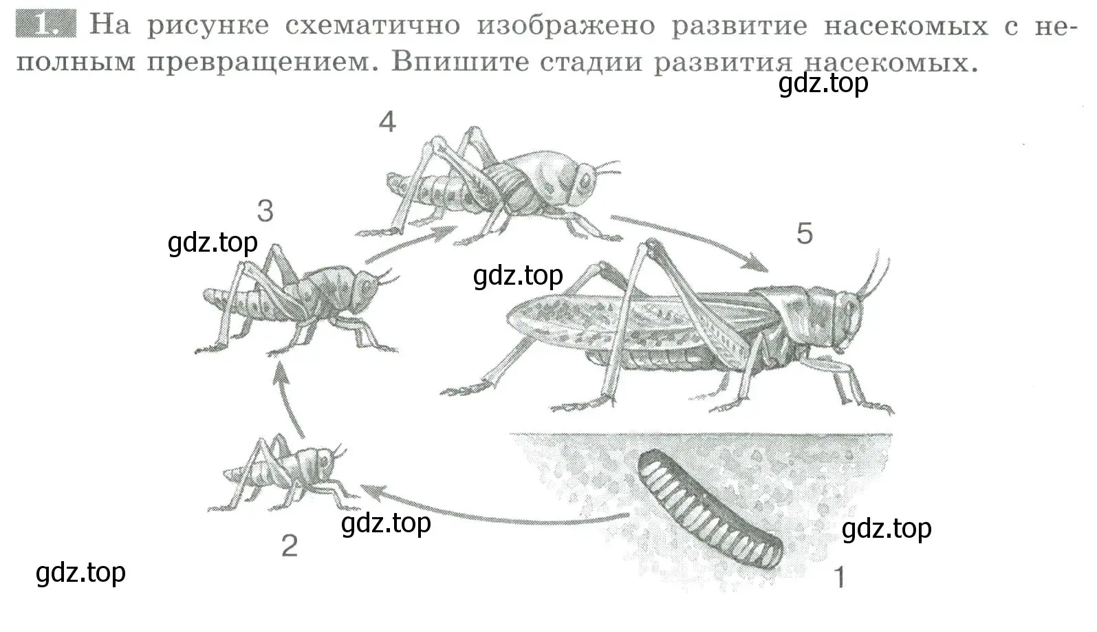 Условие номер 1 (страница 78) гдз по биологии 8 класс Суматохин, Пасечник, рабочая тетрадь