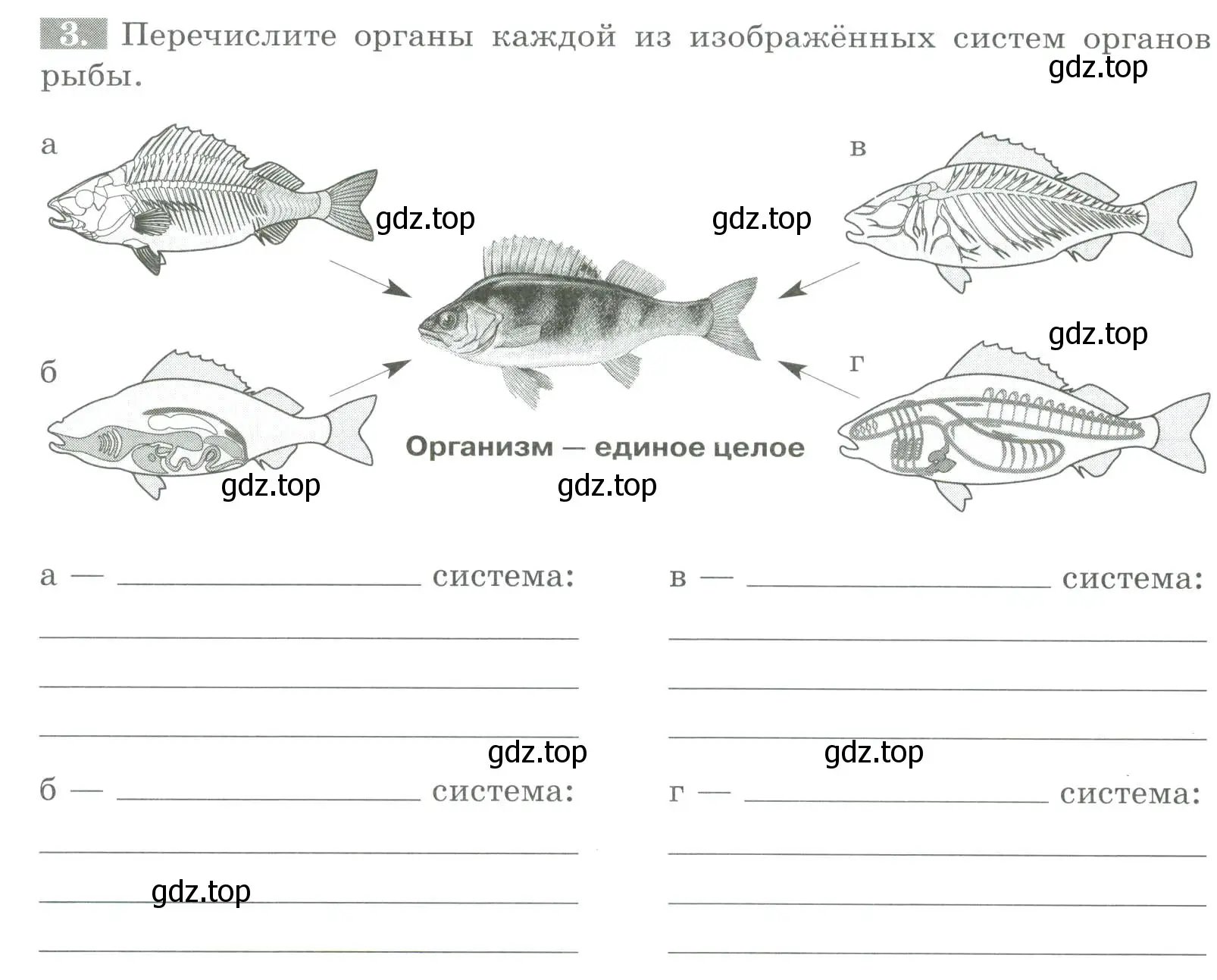 Условие номер 3 (страница 96) гдз по биологии 8 класс Суматохин, Пасечник, рабочая тетрадь