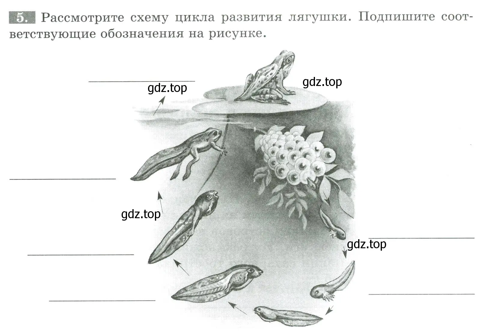 Условие номер 5 (страница 103) гдз по биологии 8 класс Суматохин, Пасечник, рабочая тетрадь