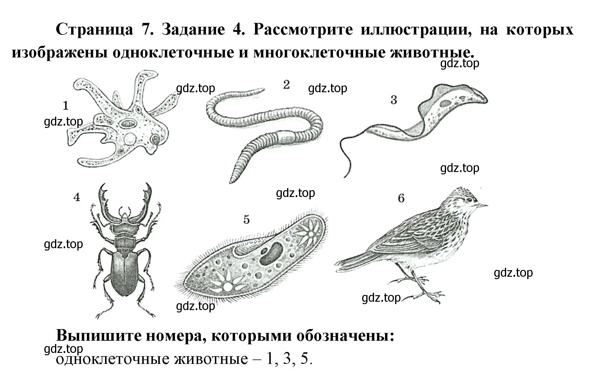 Решение номер 4 (страница 7) гдз по биологии 8 класс Суматохин, Пасечник, рабочая тетрадь