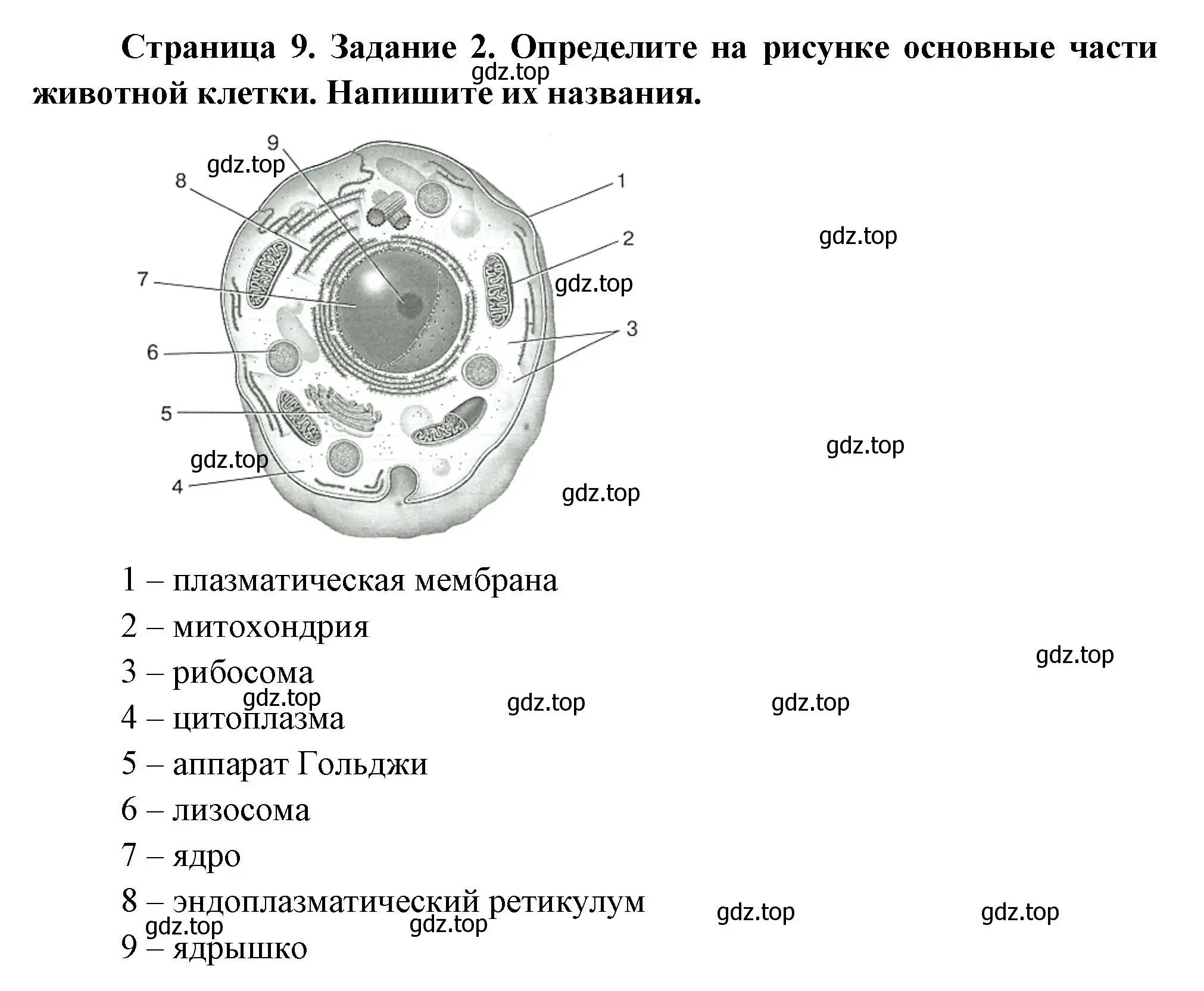 Решение номер 2 (страница 9) гдз по биологии 8 класс Суматохин, Пасечник, рабочая тетрадь