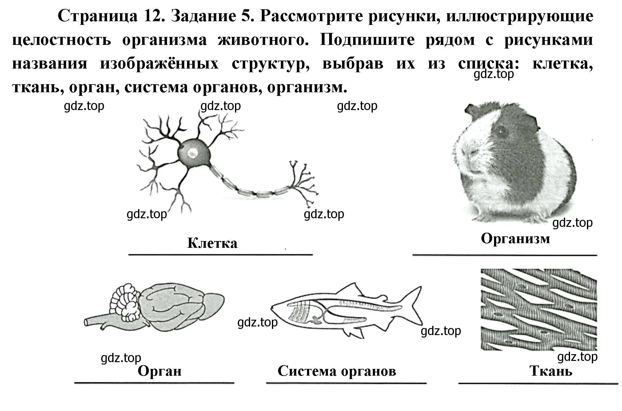 Решение номер 5 (страница 12) гдз по биологии 8 класс Суматохин, Пасечник, рабочая тетрадь