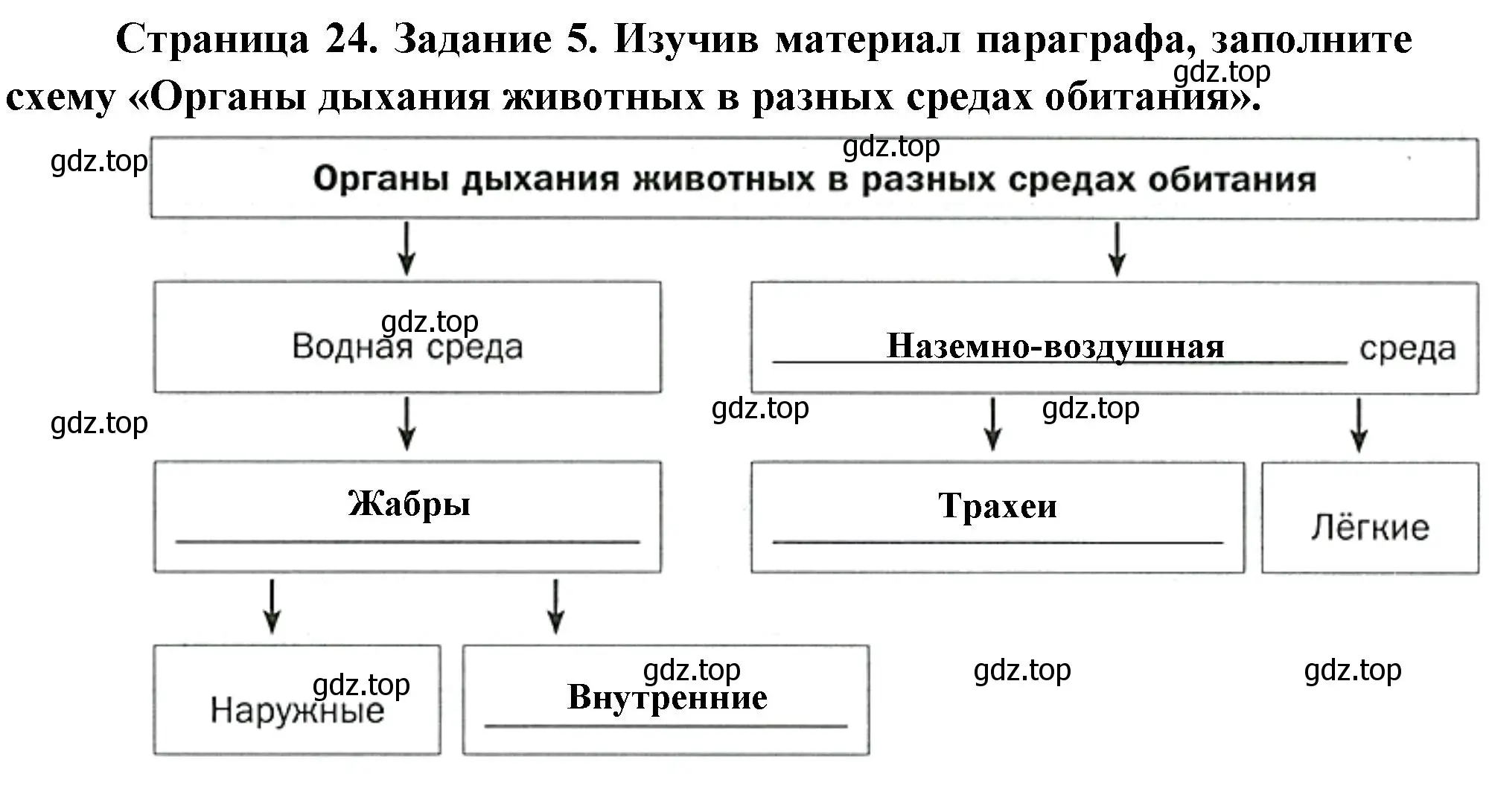 Решение номер 5 (страница 24) гдз по биологии 8 класс Суматохин, Пасечник, рабочая тетрадь