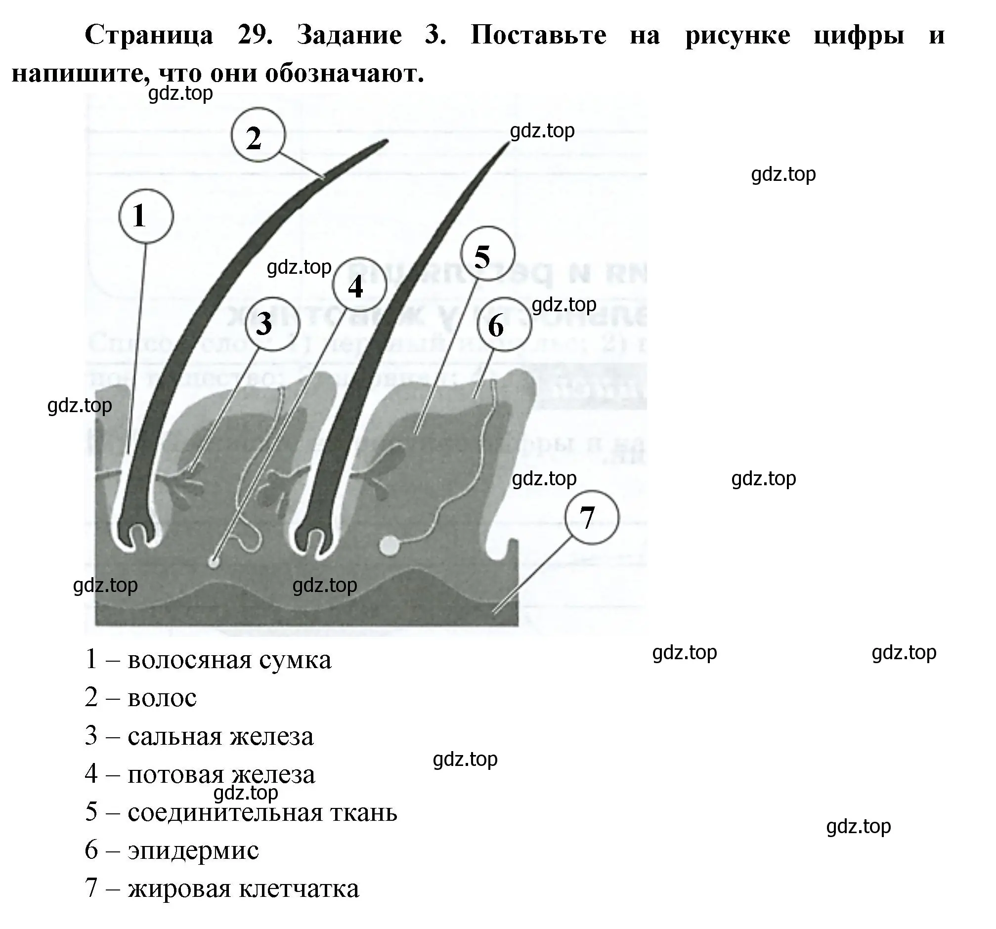 Решение номер 3 (страница 29) гдз по биологии 8 класс Суматохин, Пасечник, рабочая тетрадь