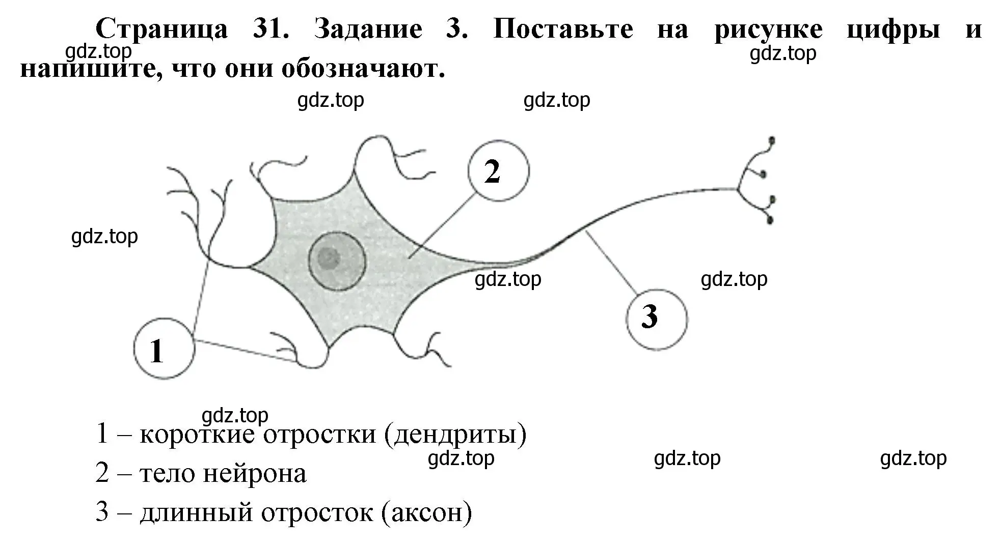 Решение номер 3 (страница 31) гдз по биологии 8 класс Суматохин, Пасечник, рабочая тетрадь