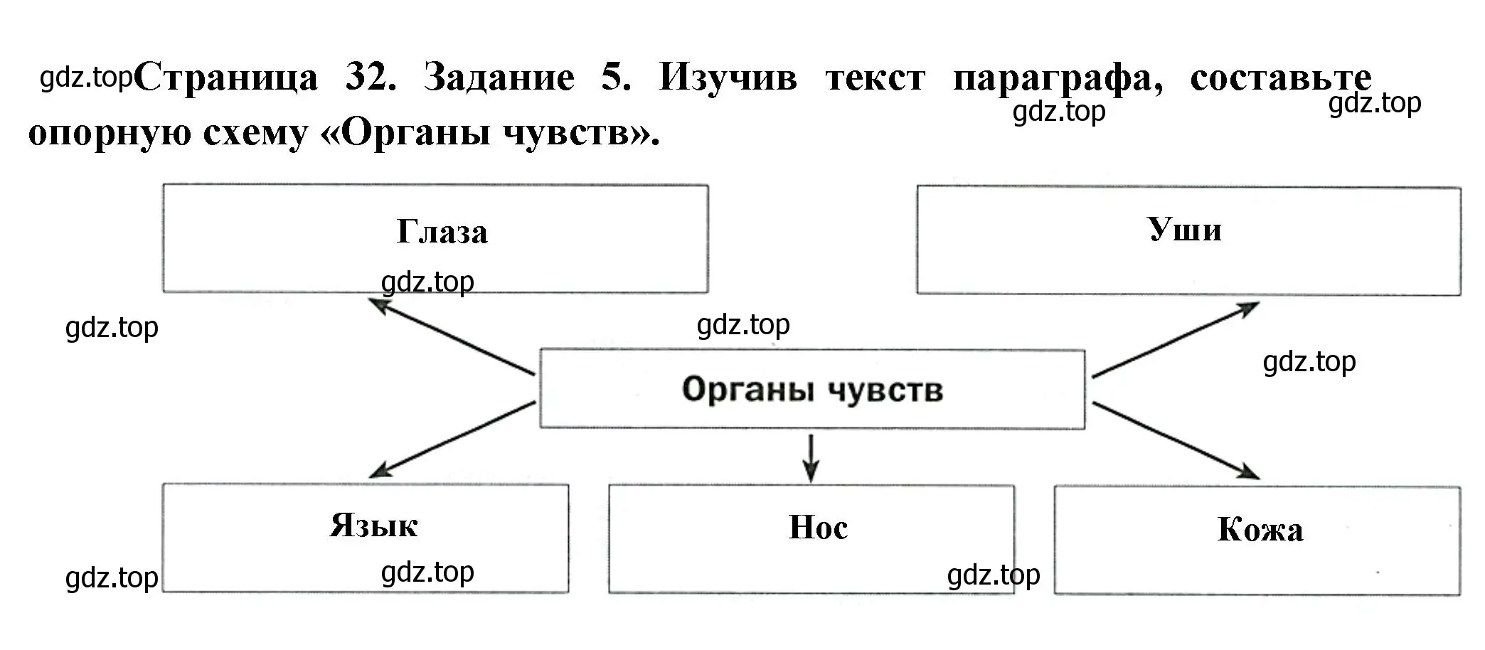 Решение номер 5 (страница 32) гдз по биологии 8 класс Суматохин, Пасечник, рабочая тетрадь