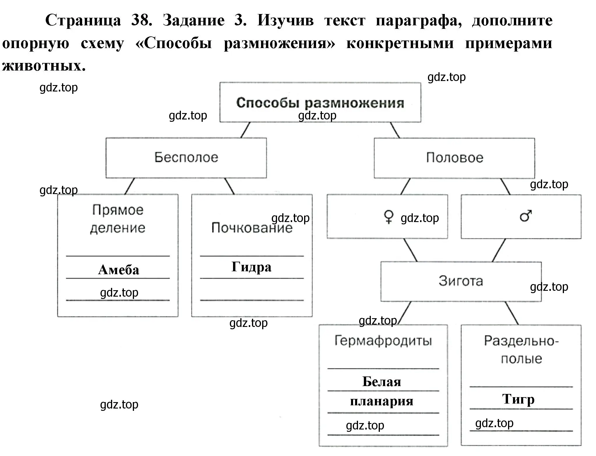 Решение номер 3 (страница 38) гдз по биологии 8 класс Суматохин, Пасечник, рабочая тетрадь