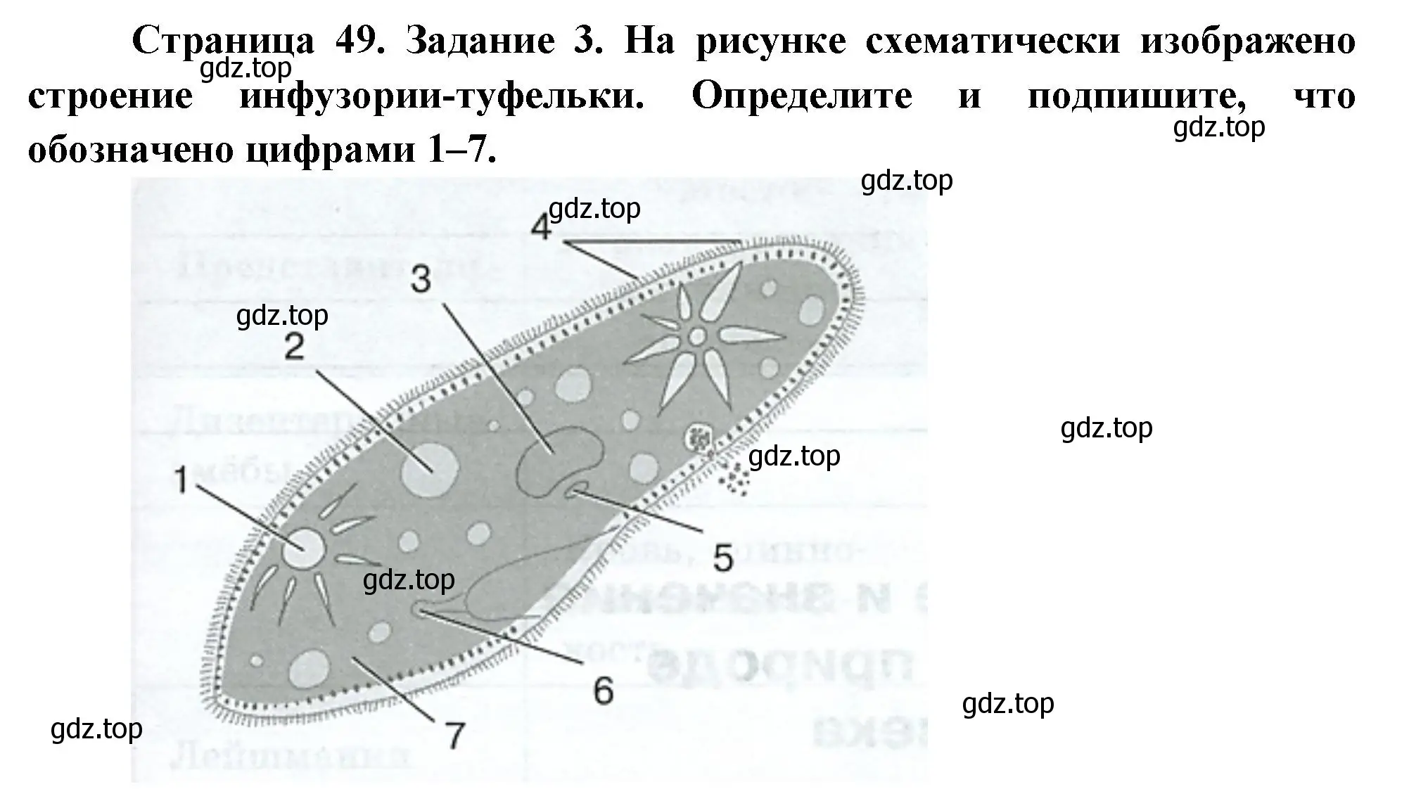 Решение номер 3 (страница 49) гдз по биологии 8 класс Суматохин, Пасечник, рабочая тетрадь