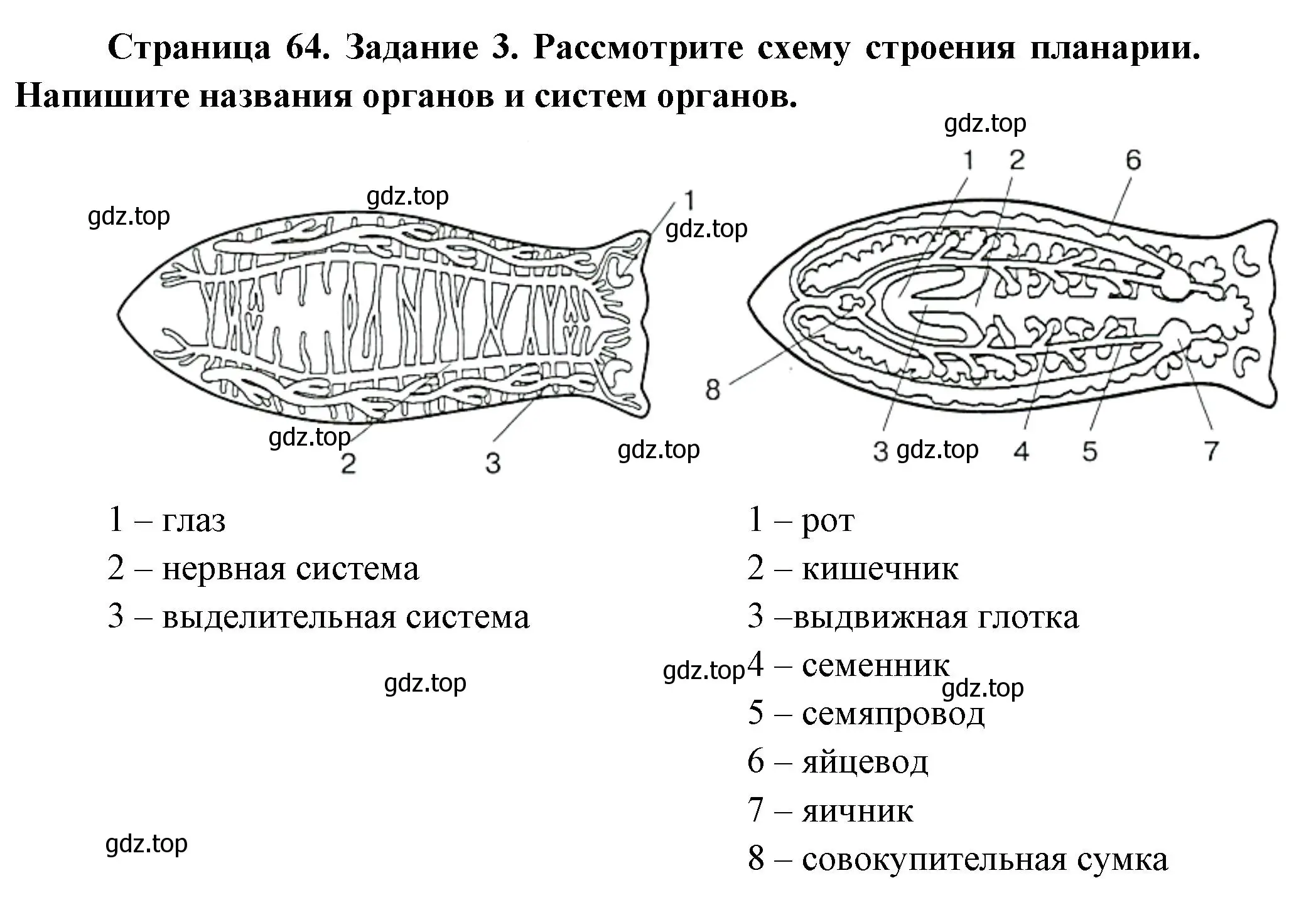 Решение номер 3 (страница 64) гдз по биологии 8 класс Суматохин, Пасечник, рабочая тетрадь