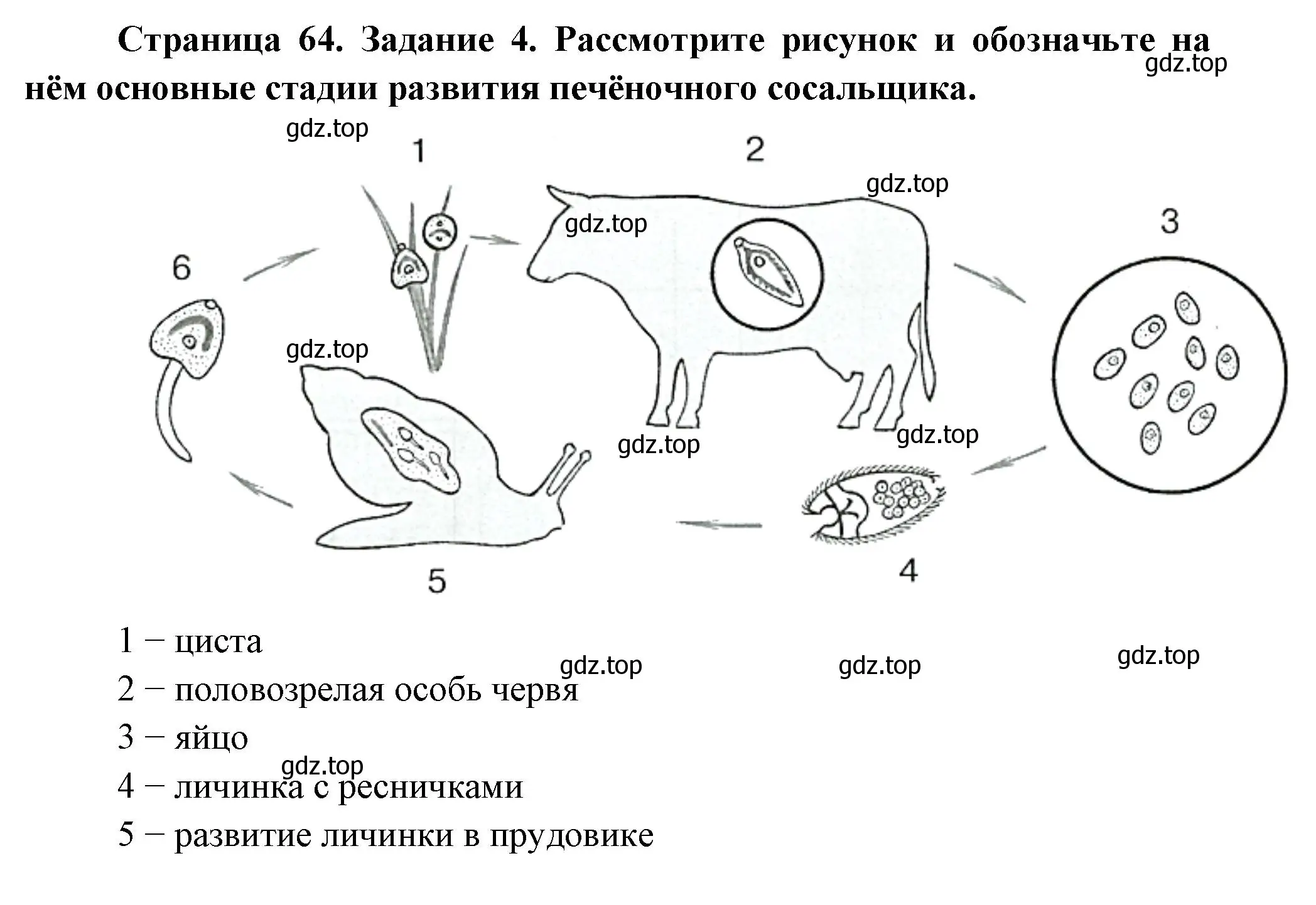 Решение номер 4 (страница 64) гдз по биологии 8 класс Суматохин, Пасечник, рабочая тетрадь