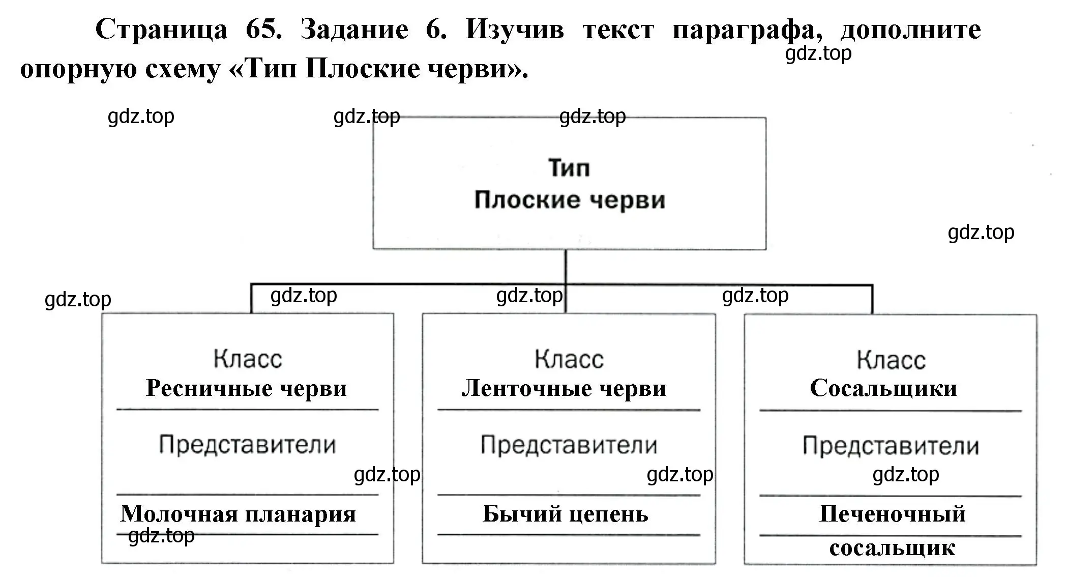 Решение номер 6 (страница 65) гдз по биологии 8 класс Суматохин, Пасечник, рабочая тетрадь