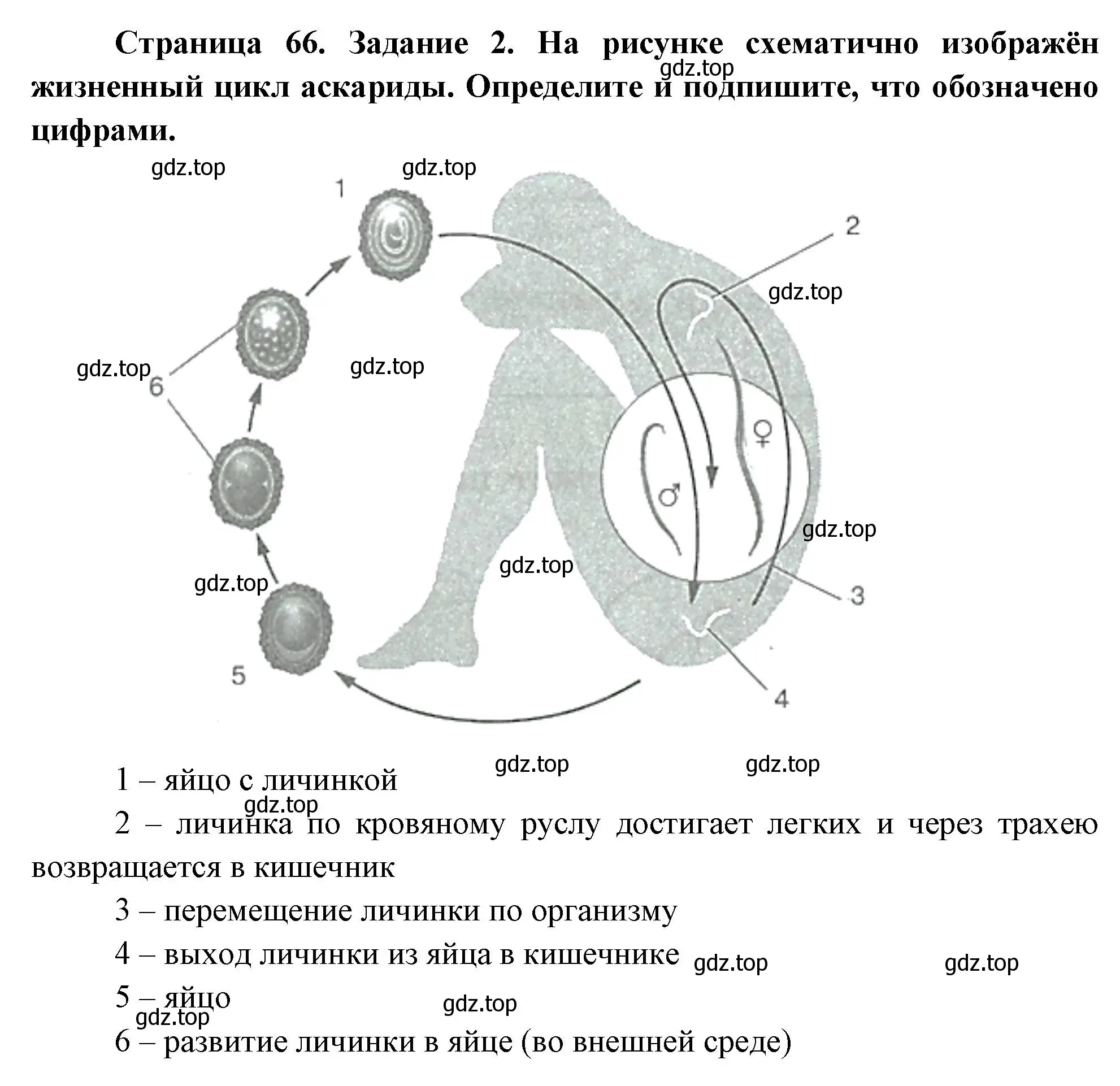 Решение номер 2 (страница 66) гдз по биологии 8 класс Суматохин, Пасечник, рабочая тетрадь