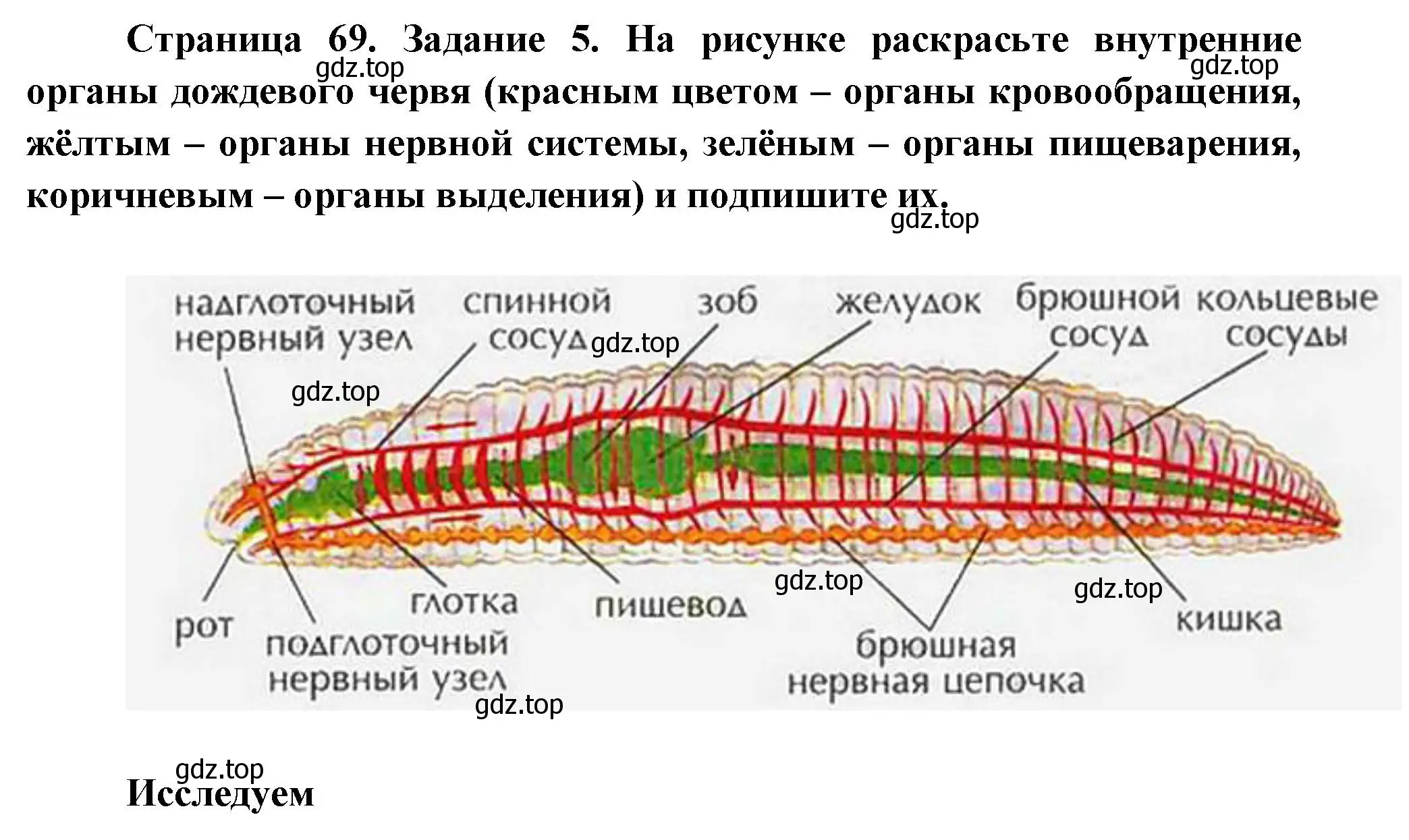 Решение номер 5 (страница 69) гдз по биологии 8 класс Суматохин, Пасечник, рабочая тетрадь