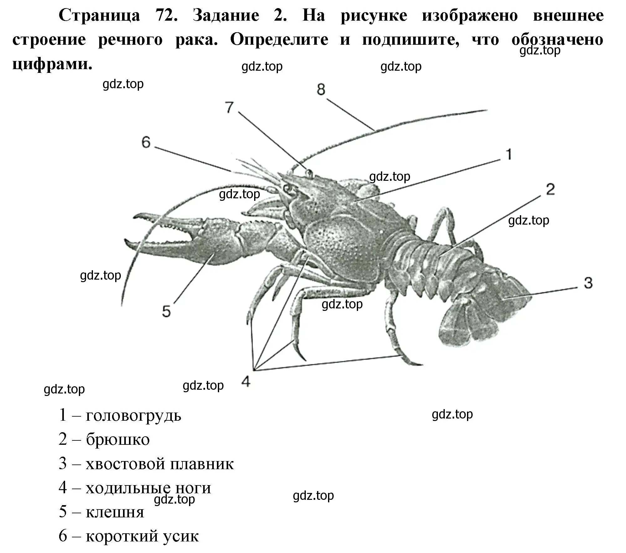 Решение номер 2 (страница 72) гдз по биологии 8 класс Суматохин, Пасечник, рабочая тетрадь