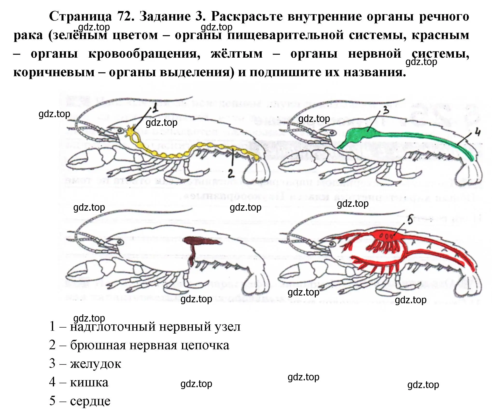 Решение номер 3 (страница 72) гдз по биологии 8 класс Суматохин, Пасечник, рабочая тетрадь