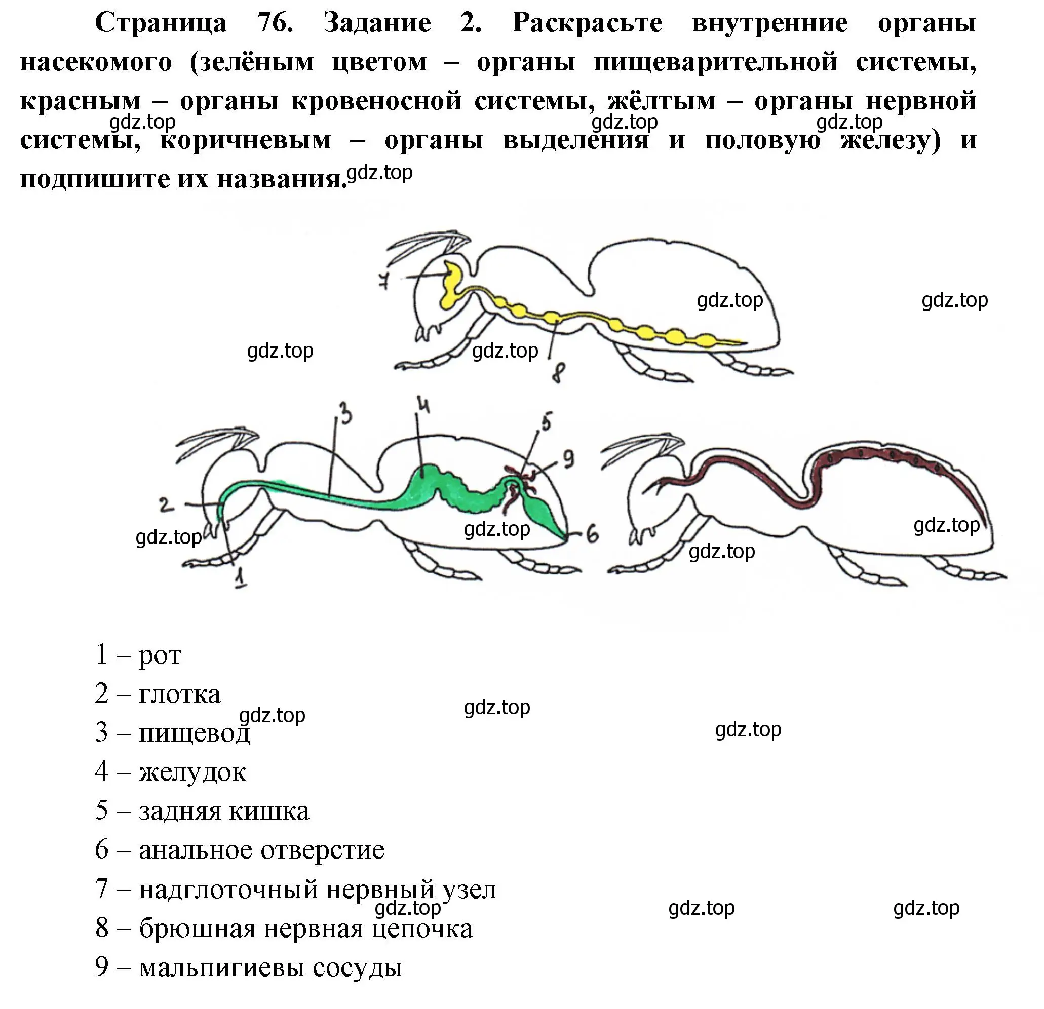 Решение номер 2 (страница 76) гдз по биологии 8 класс Суматохин, Пасечник, рабочая тетрадь