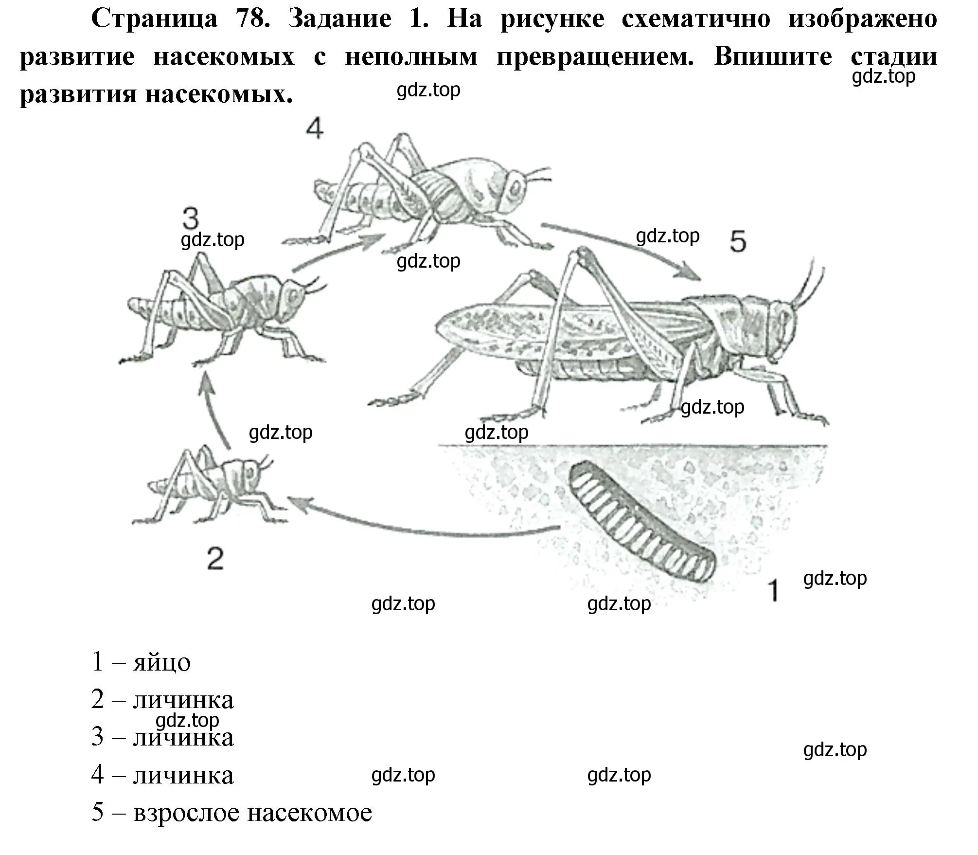 Решение номер 1 (страница 78) гдз по биологии 8 класс Суматохин, Пасечник, рабочая тетрадь