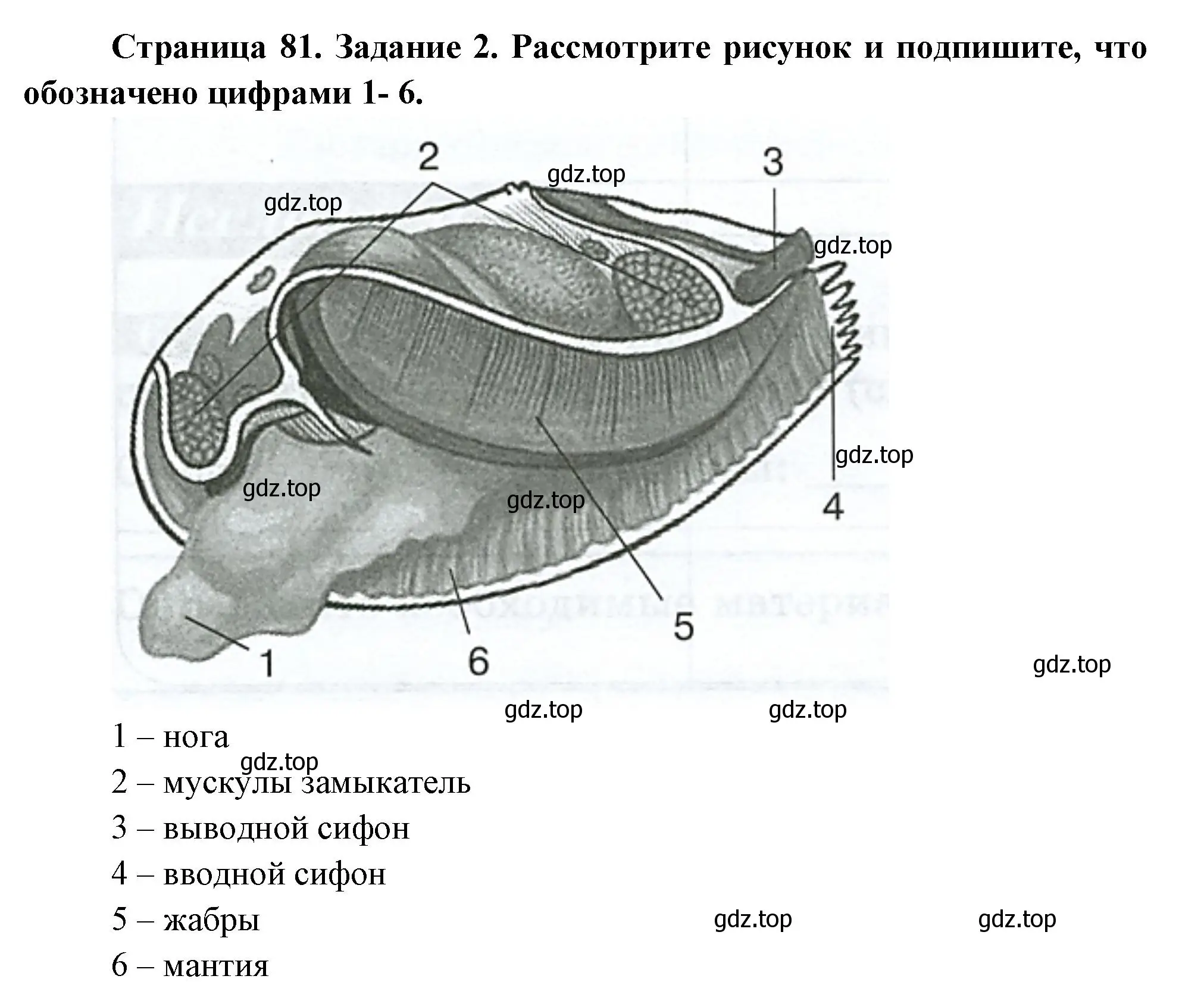 Решение номер 2 (страница 81) гдз по биологии 8 класс Суматохин, Пасечник, рабочая тетрадь