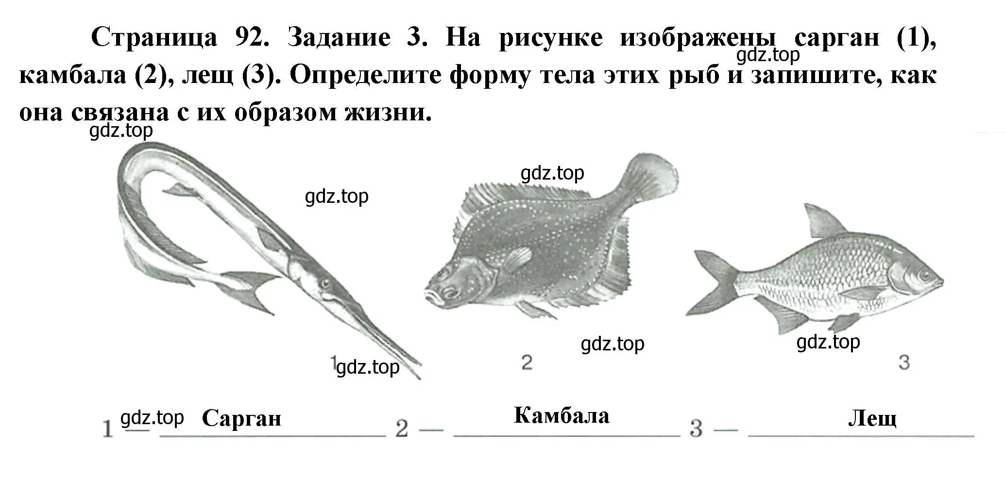 Решение номер 3 (страница 92) гдз по биологии 8 класс Суматохин, Пасечник, рабочая тетрадь