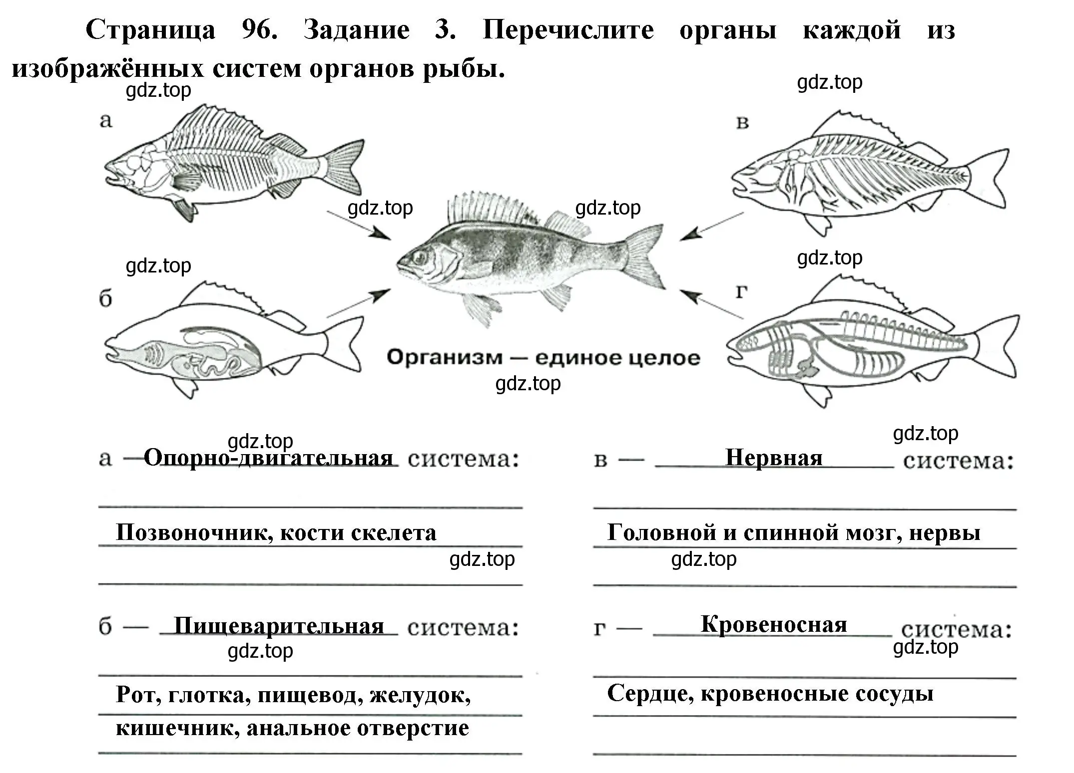 Решение номер 3 (страница 96) гдз по биологии 8 класс Суматохин, Пасечник, рабочая тетрадь