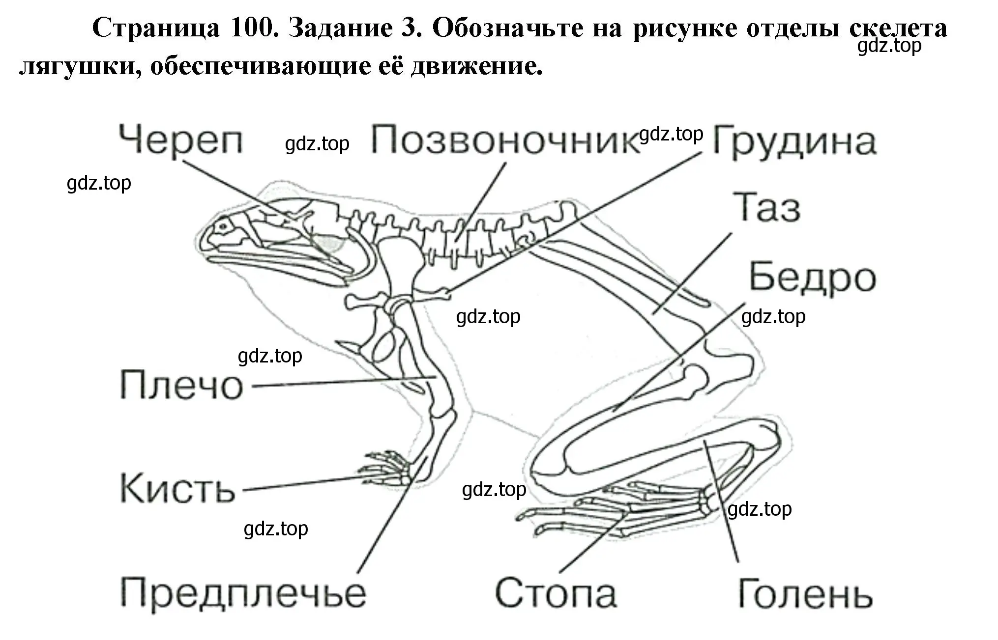 Решение номер 3 (страница 100) гдз по биологии 8 класс Суматохин, Пасечник, рабочая тетрадь