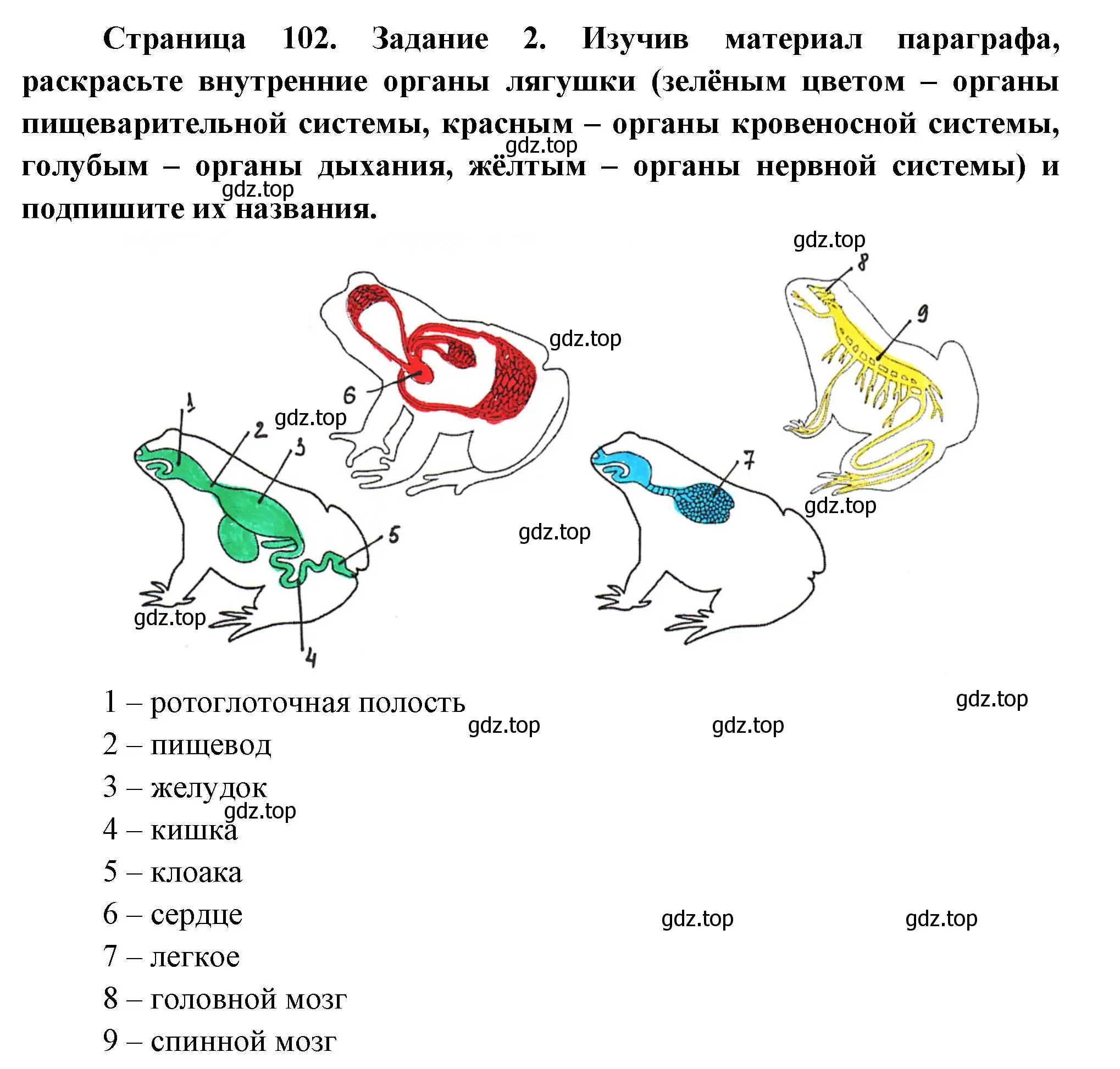 Решение номер 2 (страница 102) гдз по биологии 8 класс Суматохин, Пасечник, рабочая тетрадь