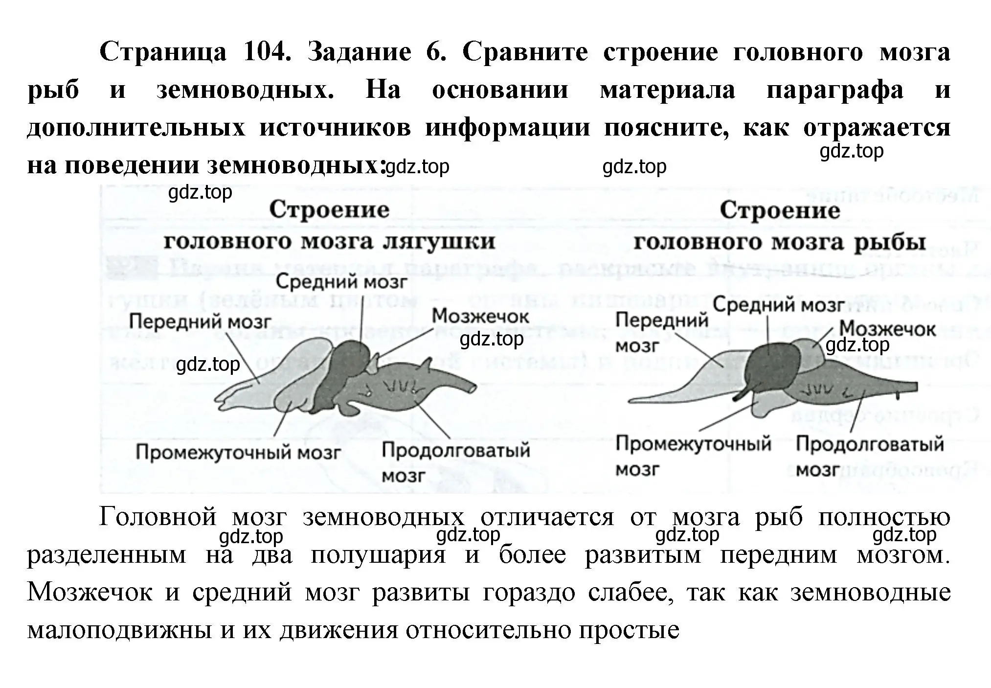 Решение номер 6 (страница 104) гдз по биологии 8 класс Суматохин, Пасечник, рабочая тетрадь