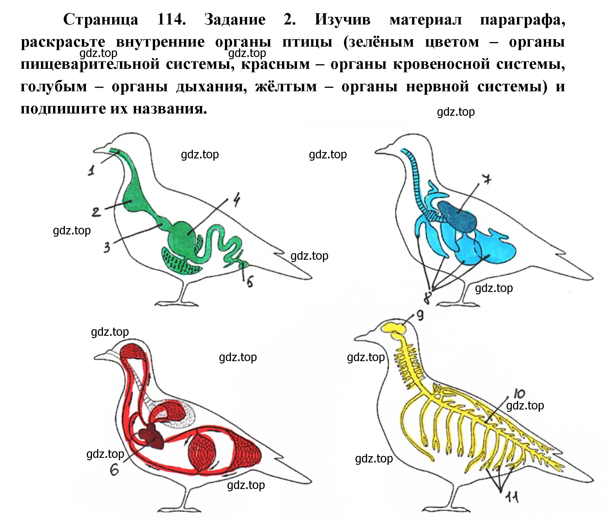 Решение номер 2 (страница 114) гдз по биологии 8 класс Суматохин, Пасечник, рабочая тетрадь