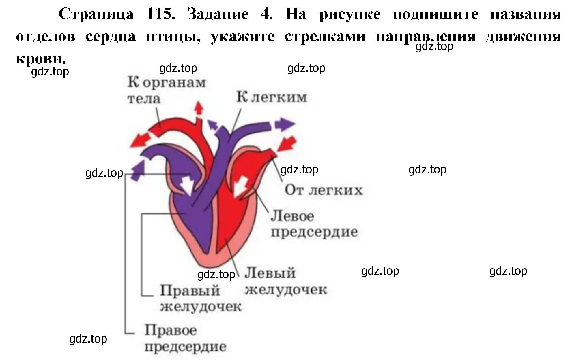 Решение номер 4 (страница 115) гдз по биологии 8 класс Суматохин, Пасечник, рабочая тетрадь