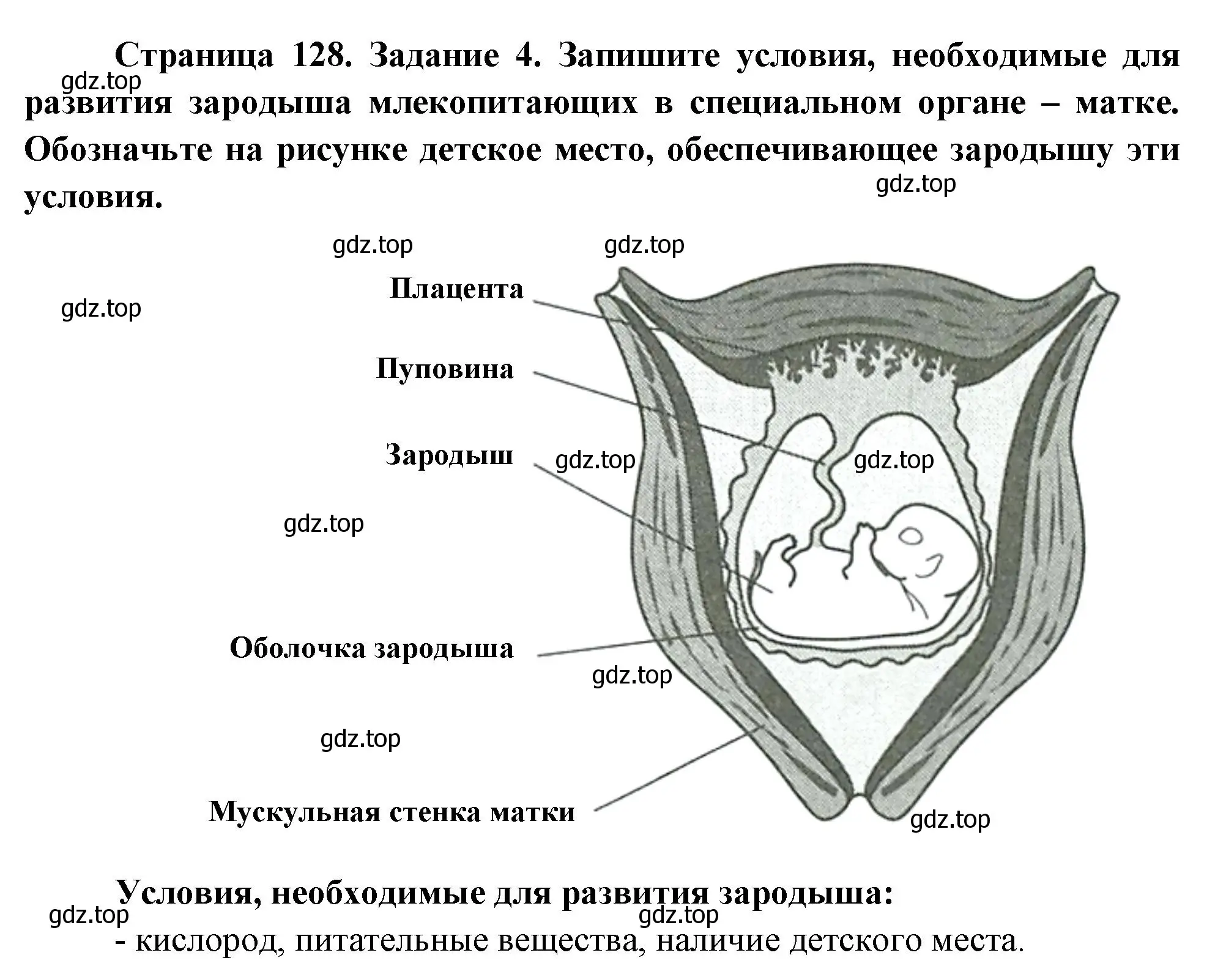 Решение номер 4 (страница 128) гдз по биологии 8 класс Суматохин, Пасечник, рабочая тетрадь