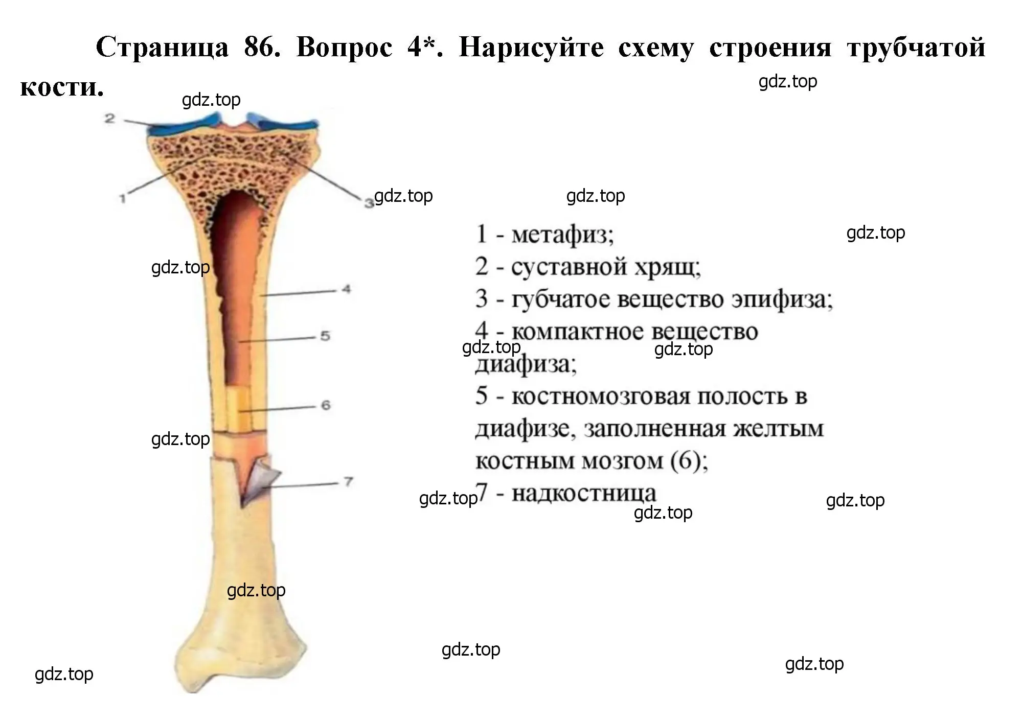 Решение номер 4 (страница 86) гдз по биологии 8 класс Драгомилов, Маш, учебник