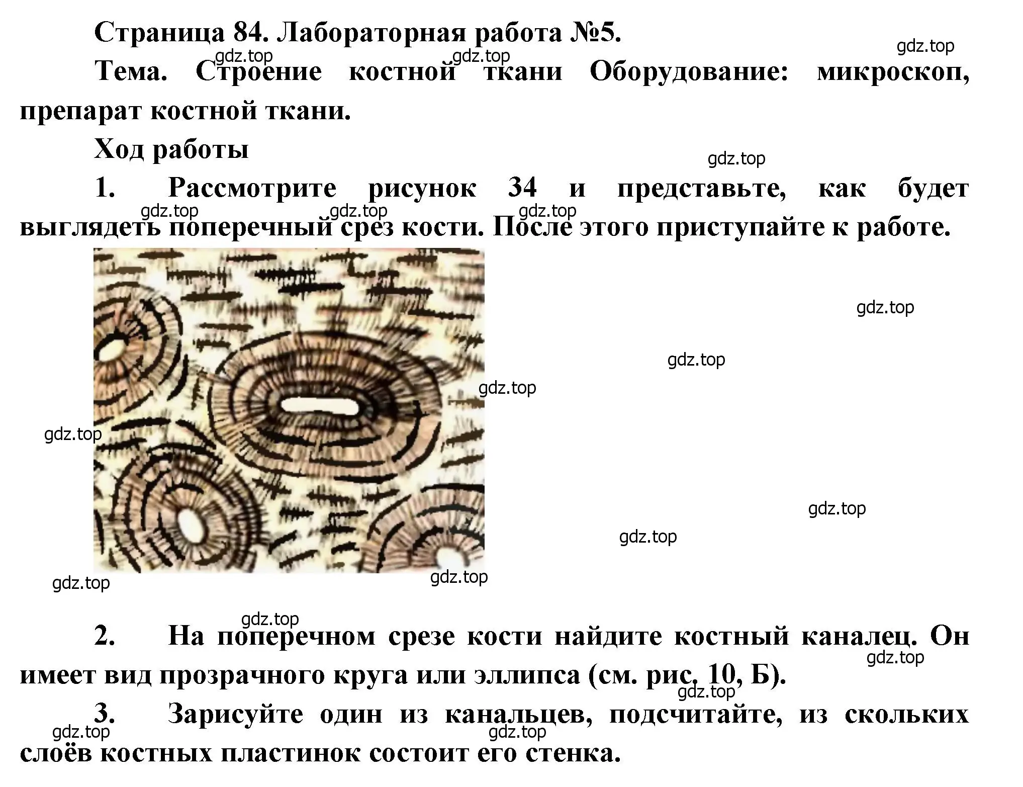 Решение  Лабораторная работа №5 (страница 84) гдз по биологии 8 класс Драгомилов, Маш, учебник