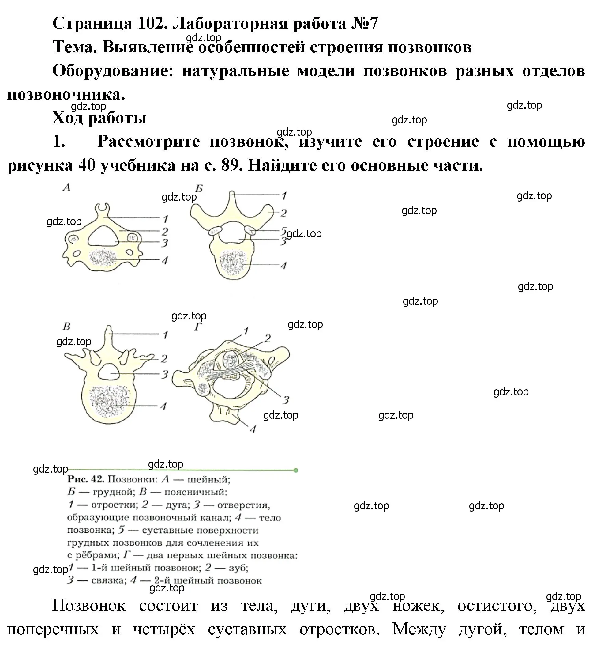 Решение  Лабораторная работа №7 (страница 91) гдз по биологии 8 класс Драгомилов, Маш, учебник