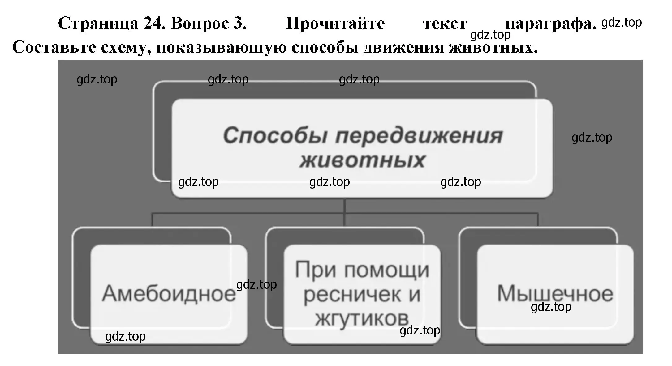 Решение номер 3 (страница 24) гдз по биологии 8 класс Пасечник, Суматохин, учебник