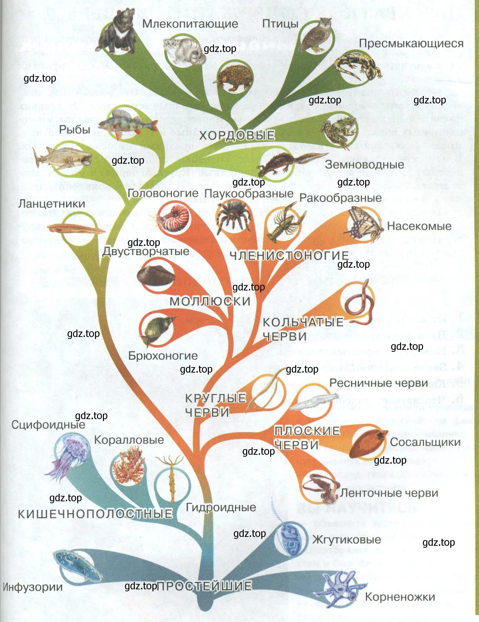 Родословное древо животного мира