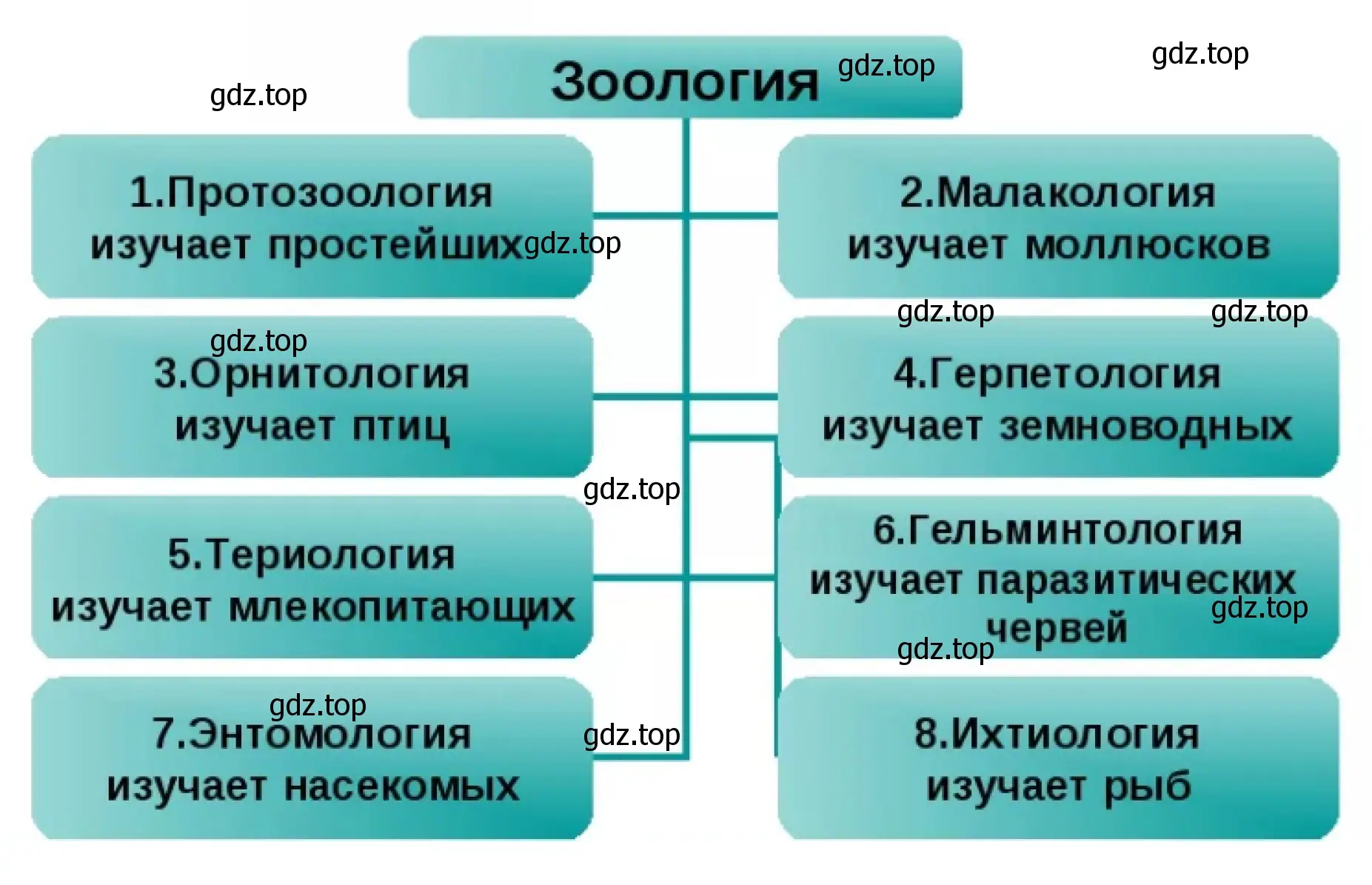 Схема разделы зоологии